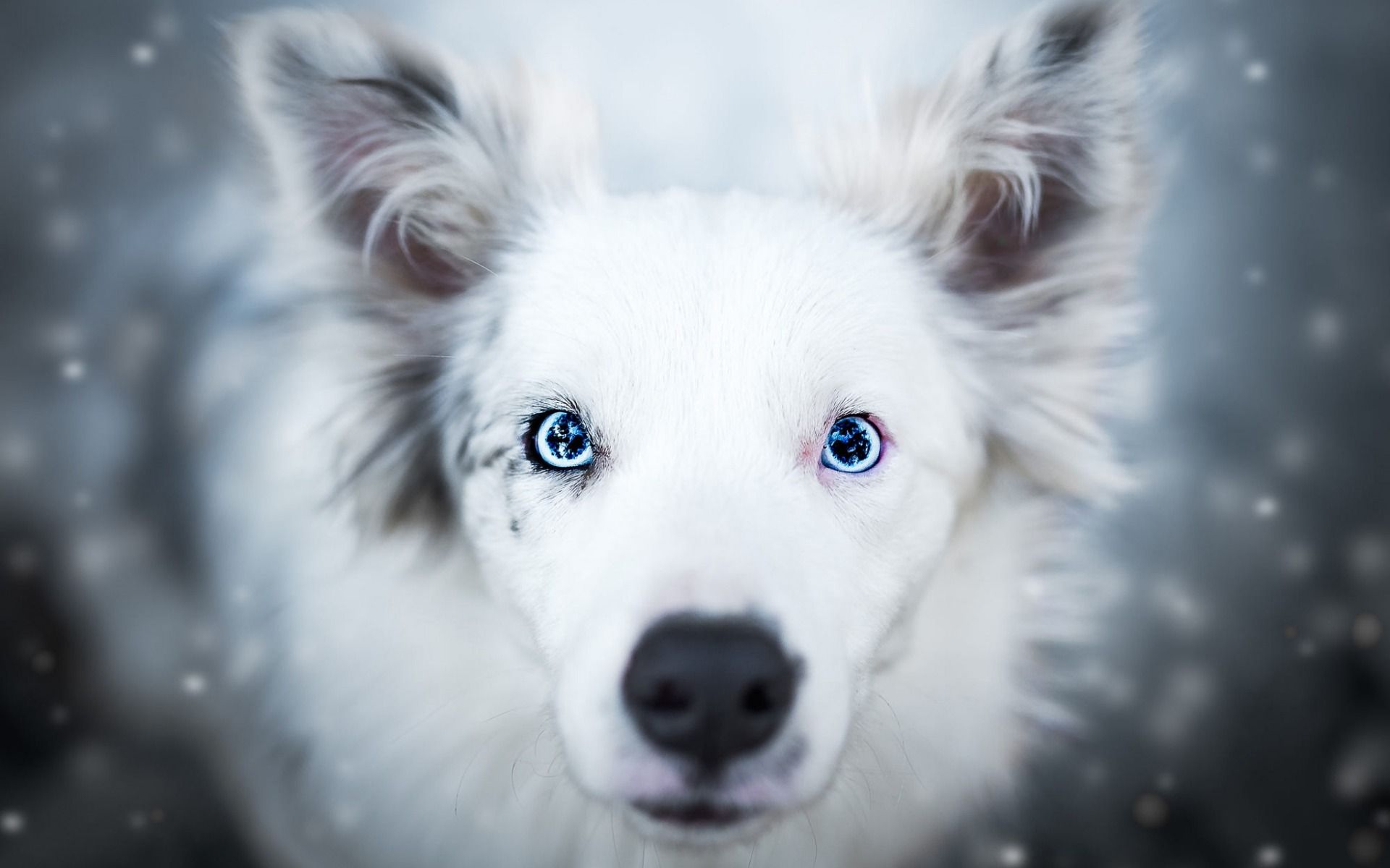 Download wallpaper Australian Shepherd Dog, large blue eyes, white fluffy dog, Aussie, blur, cute animals, dogs for desktop with resolution 1920x1200. High Quality HD picture wallpaper