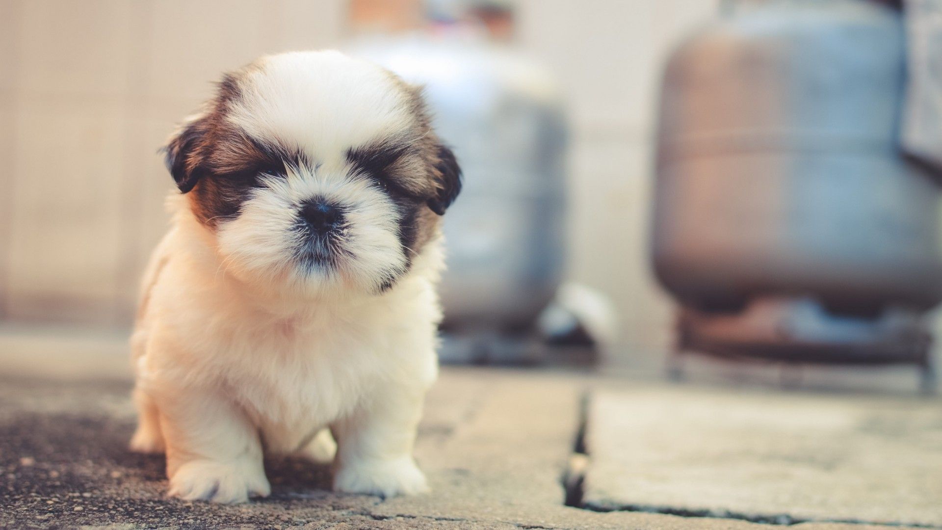 Cute puppies 4K Wallpaper, Saint Bernard, Cute dog, Adorable, Fluffy dog, Animals
