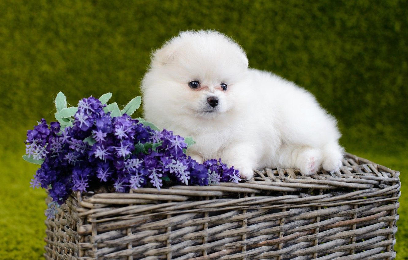 Wallpaper white, flowers, dog, fluffy, baby, puppy, basket, Pomeranian image for desktop, section собаки