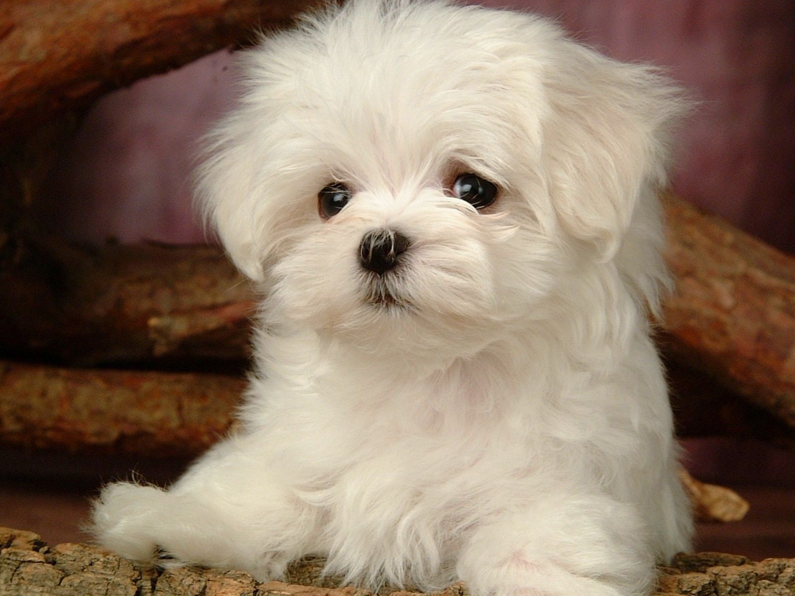 Fluffy Dog Wallpapers - Wallpaper Cave
