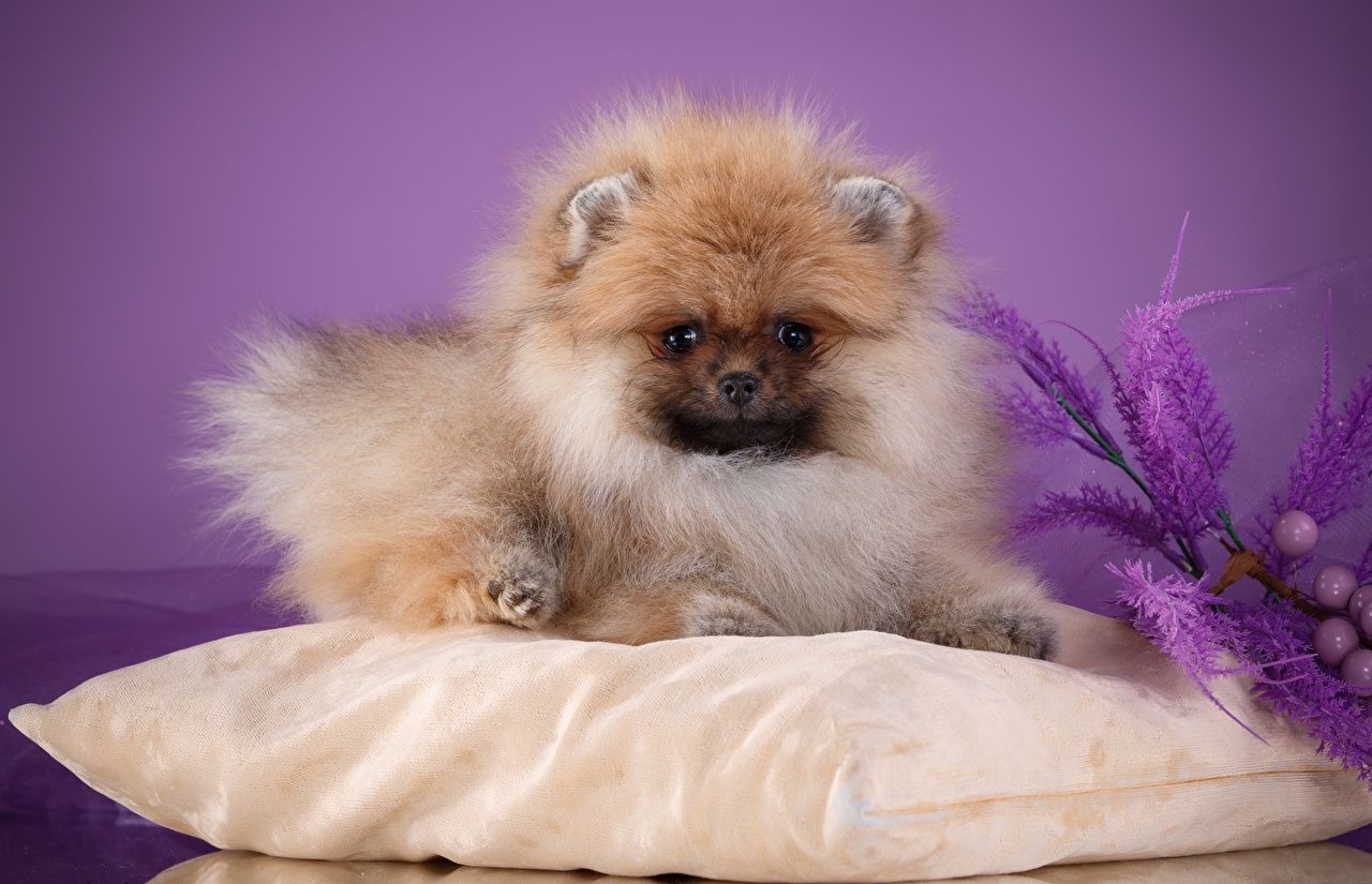Desktop Wallpaper Spitz Dogs Fluffy Animals Pillows