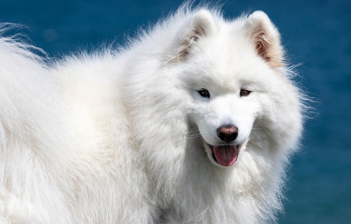 Wallpaper look, face, dog, white, fluffy, Samoyed, Samoyed husky image for desktop, section собаки