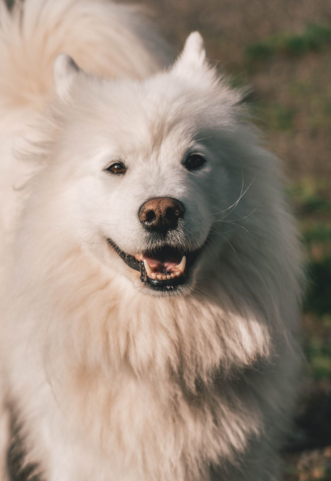 Fluffy Dog Picture. Download Free Image