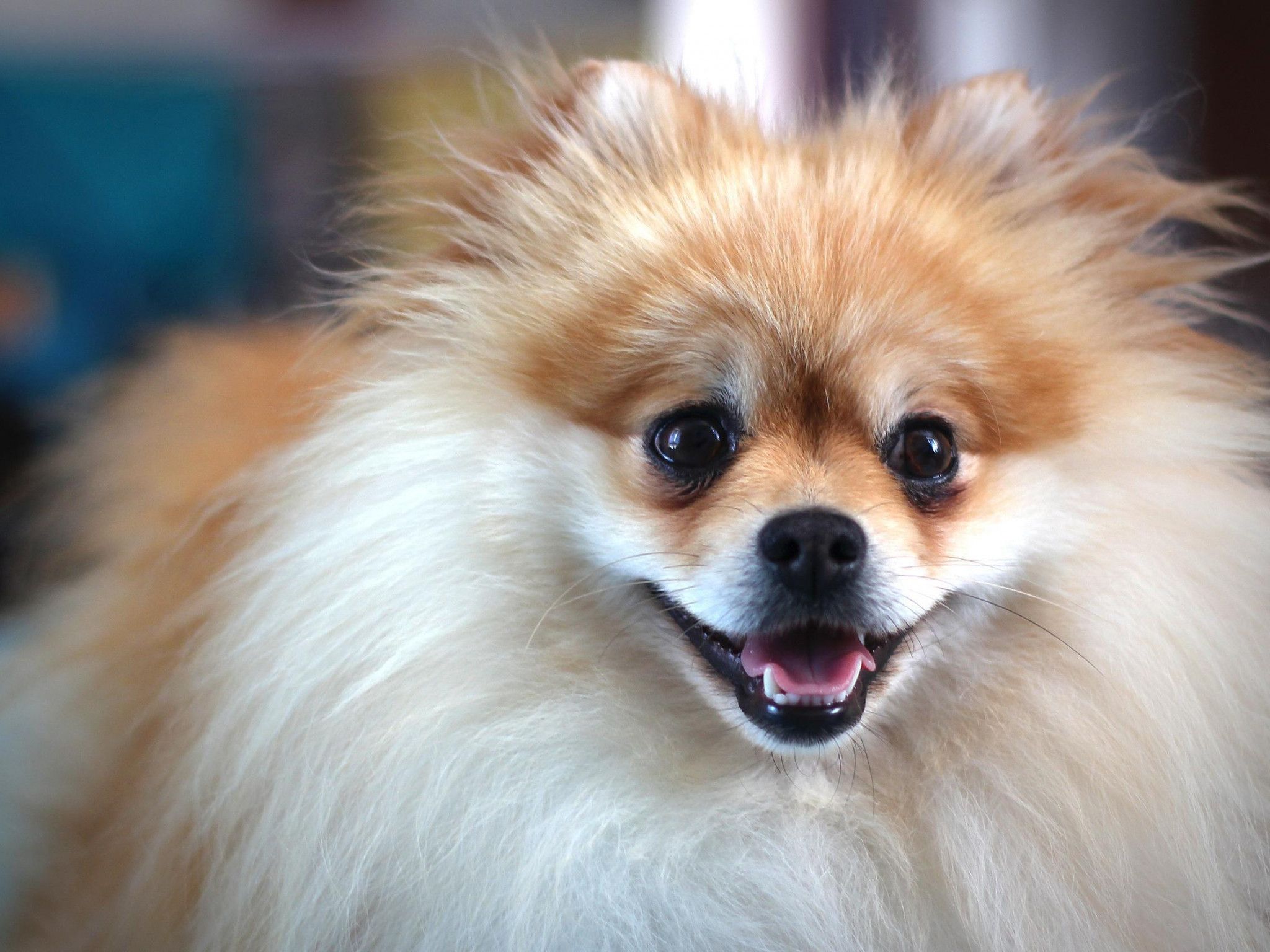 Fluffy dog *** HD desktop wallpaper, Widescreen, High Definition