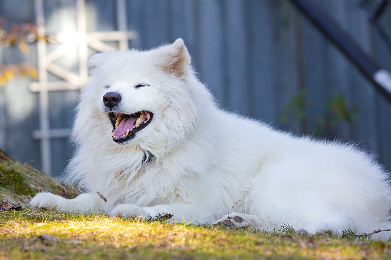 Wallpaper Samoyed dog dog White Fluffy animal
