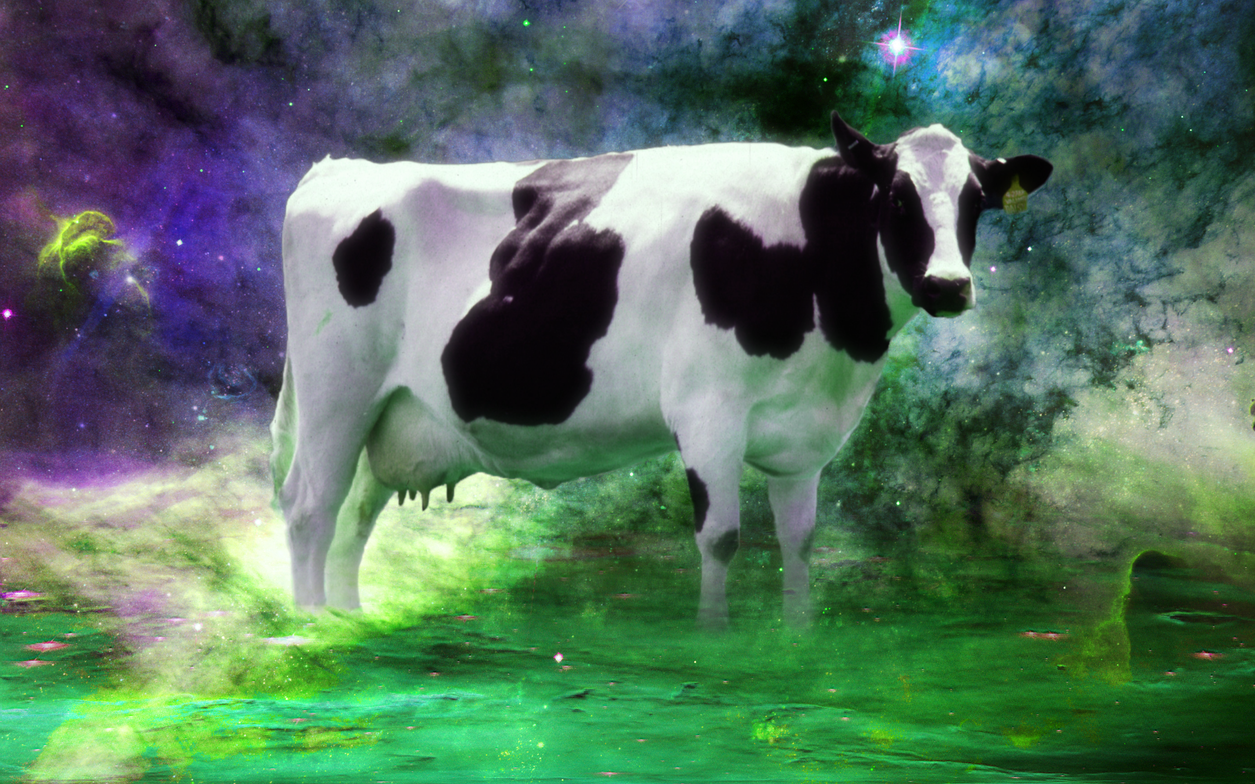 Cow among the stars Desktop wallpaper 1920x1080