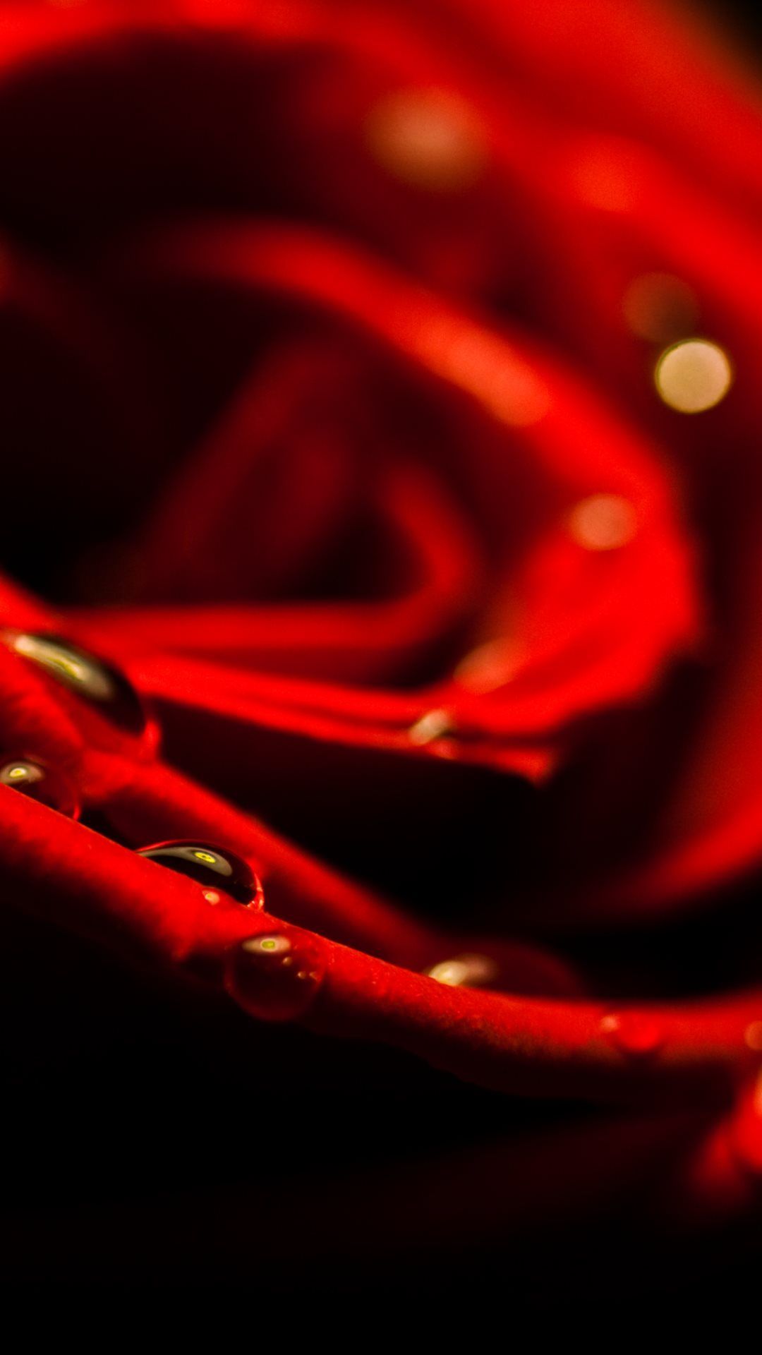 Red Rose Macro Valentines Day Gift Idea Android Wallpaper free download