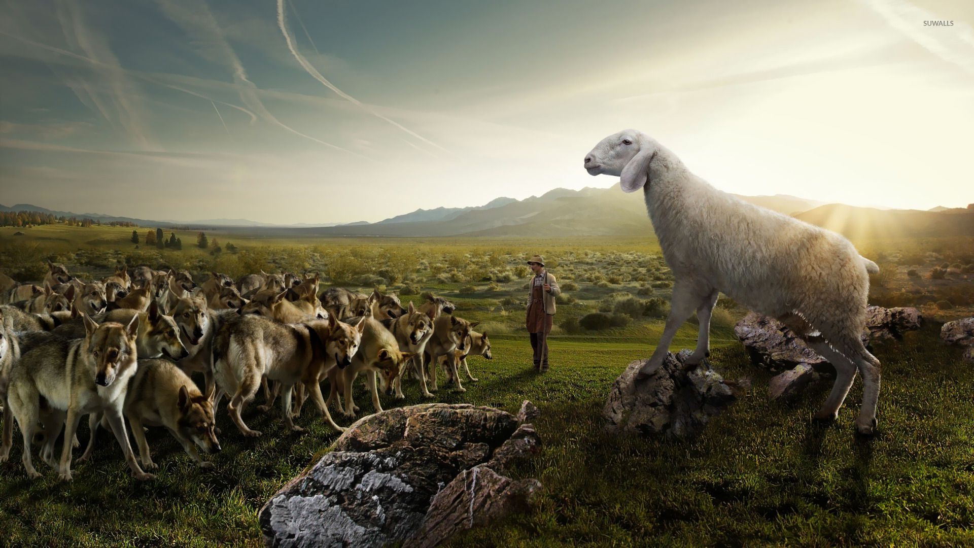 Sheep attacking the wolves wallpaper wallpaper