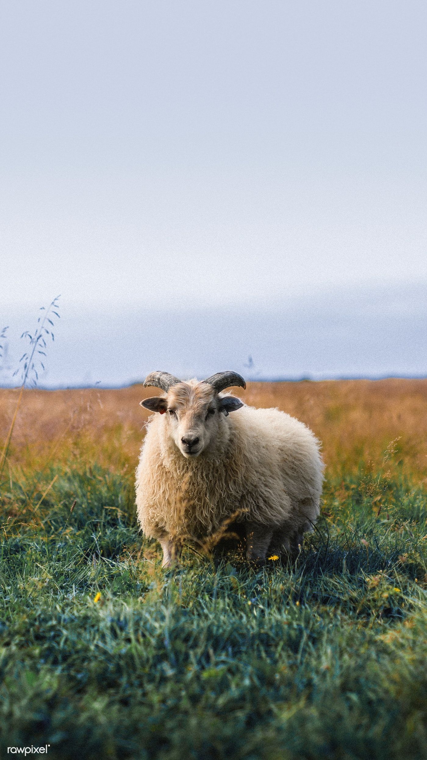 Download premium image of Scottish sheep standing alone on a field mobile. Field wallpaper, Sheep, Couple wallpaper