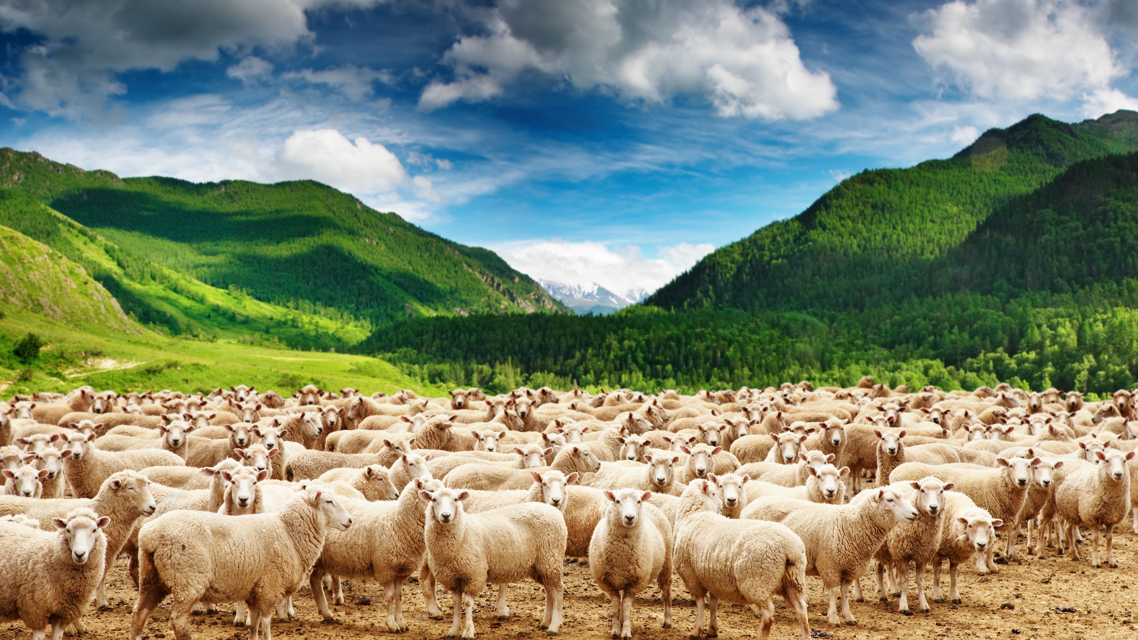 Sheep Background. Dall Sheep Wallpaper, Barbary Sheep Wallpaper and Suicide Sheep Wallpaper