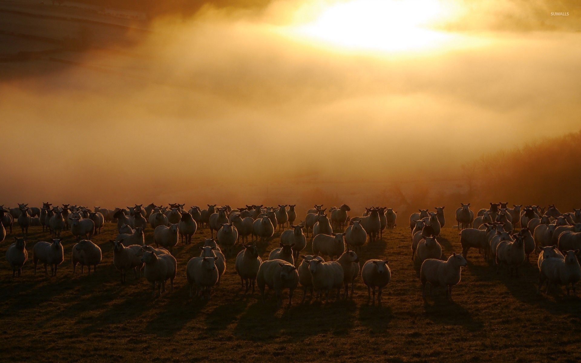 Пастух в поле