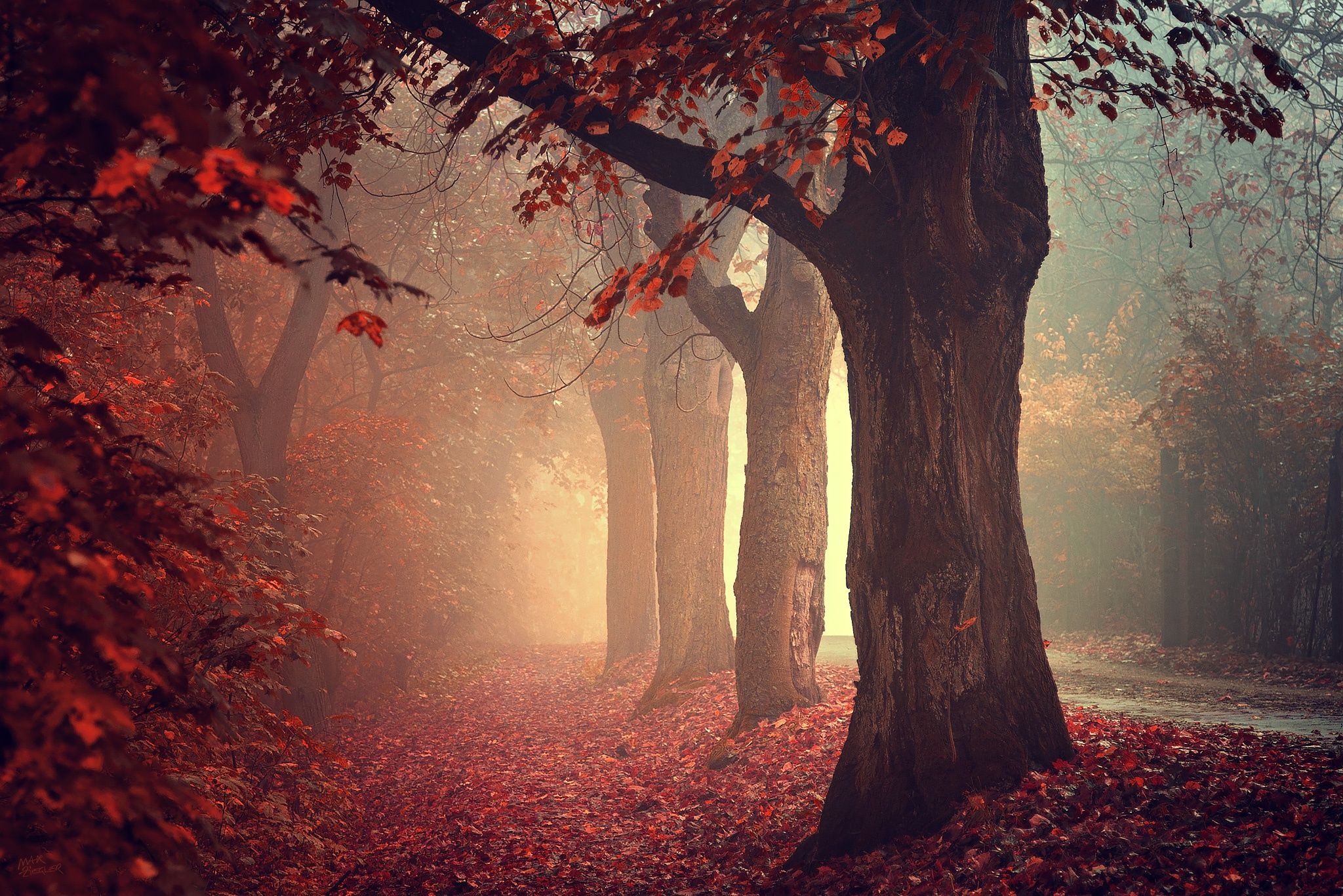 road, mist, red leaves, trees, autumn, beautiful, fall wallpaper
