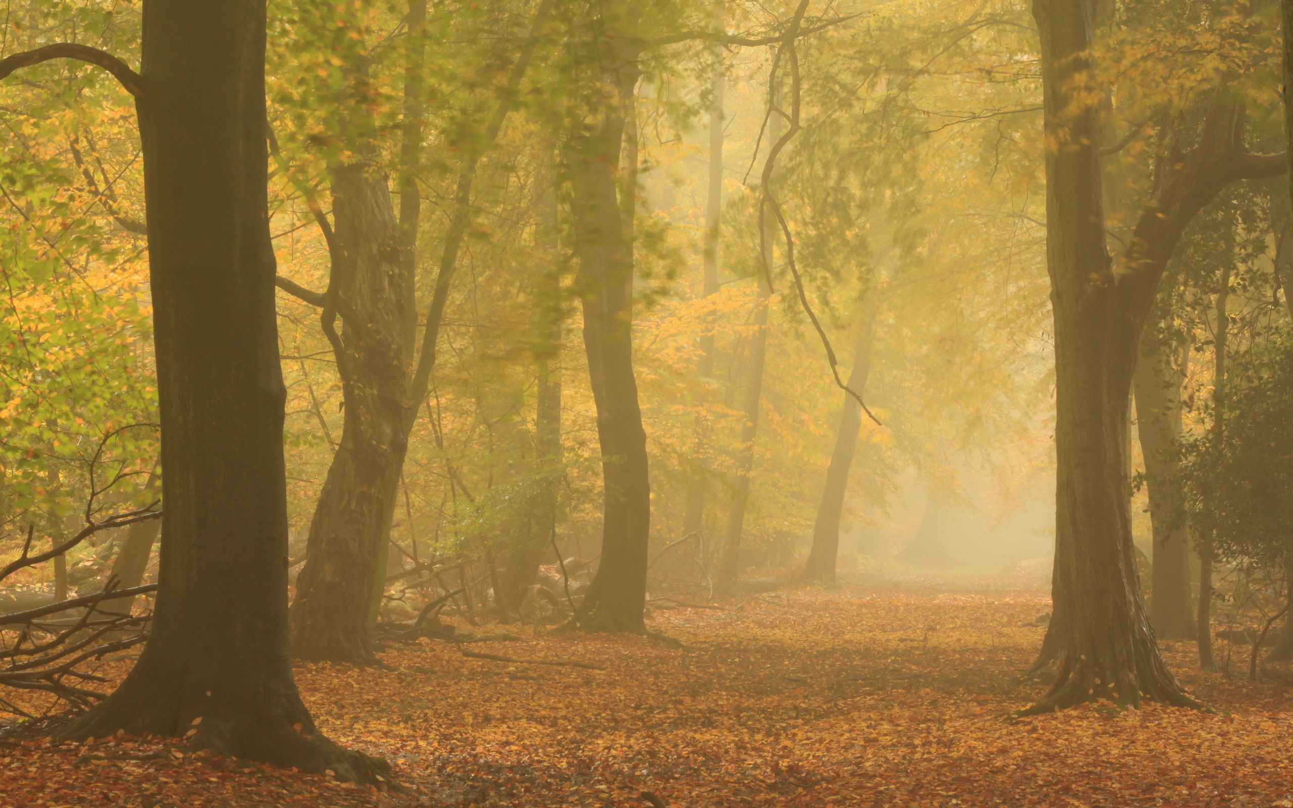 forest, Autumn, Mist, Nature, Fog Wallpaper HD / Desktop and Mobile Background