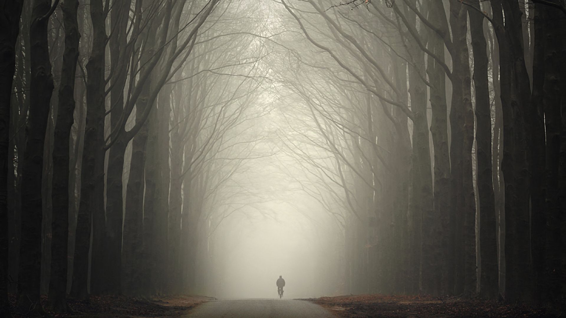 Wallpaper download free mist people, road, forest, autumn picture 1920x1080. Nature tree, Background image, Background