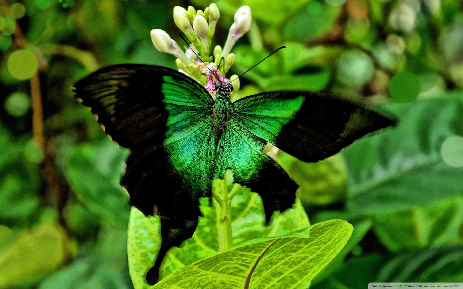 Green Butterfly Wallpaper Free Green Butterfly Background