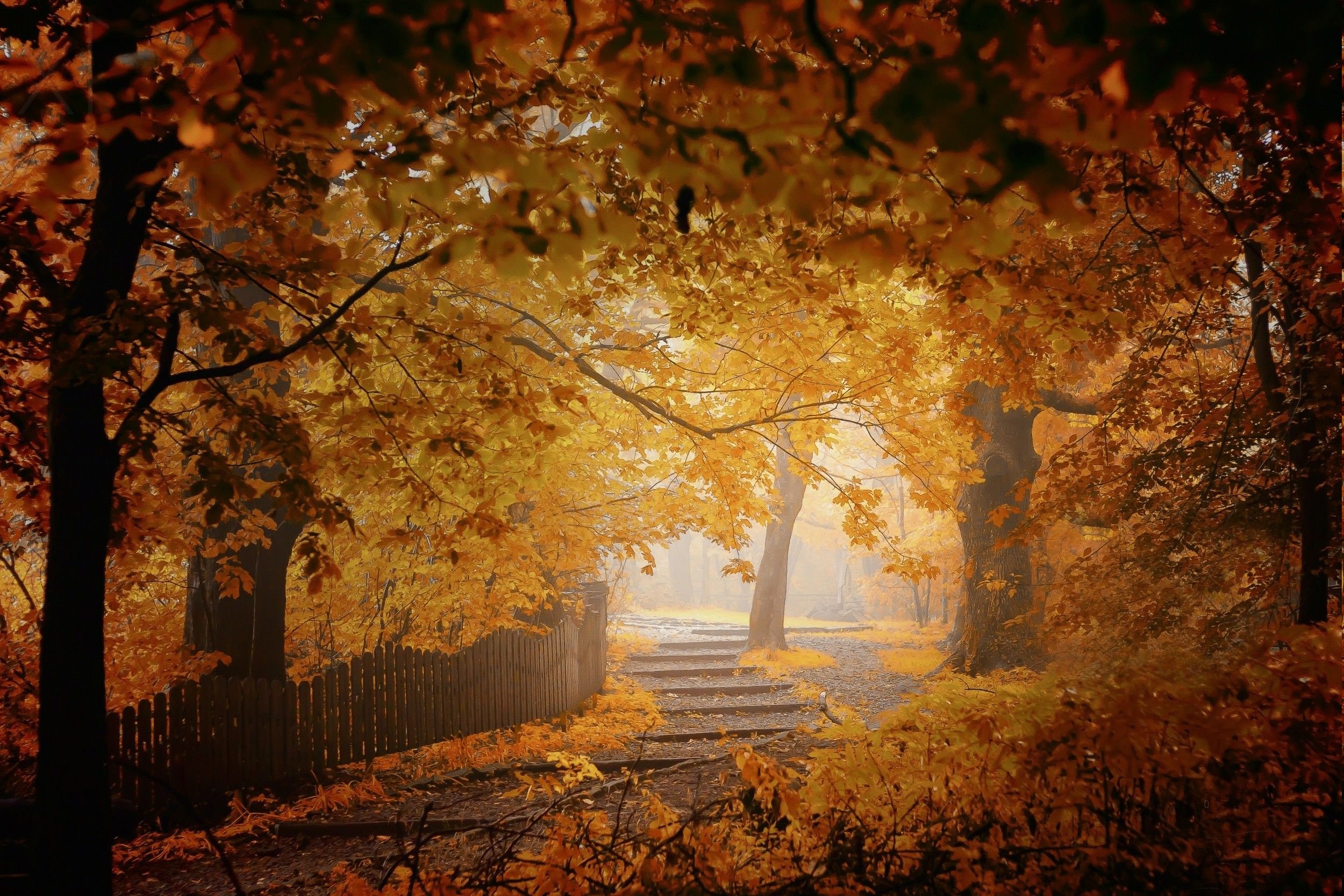 Mist Autumn Wallpapers - Wallpaper Cave