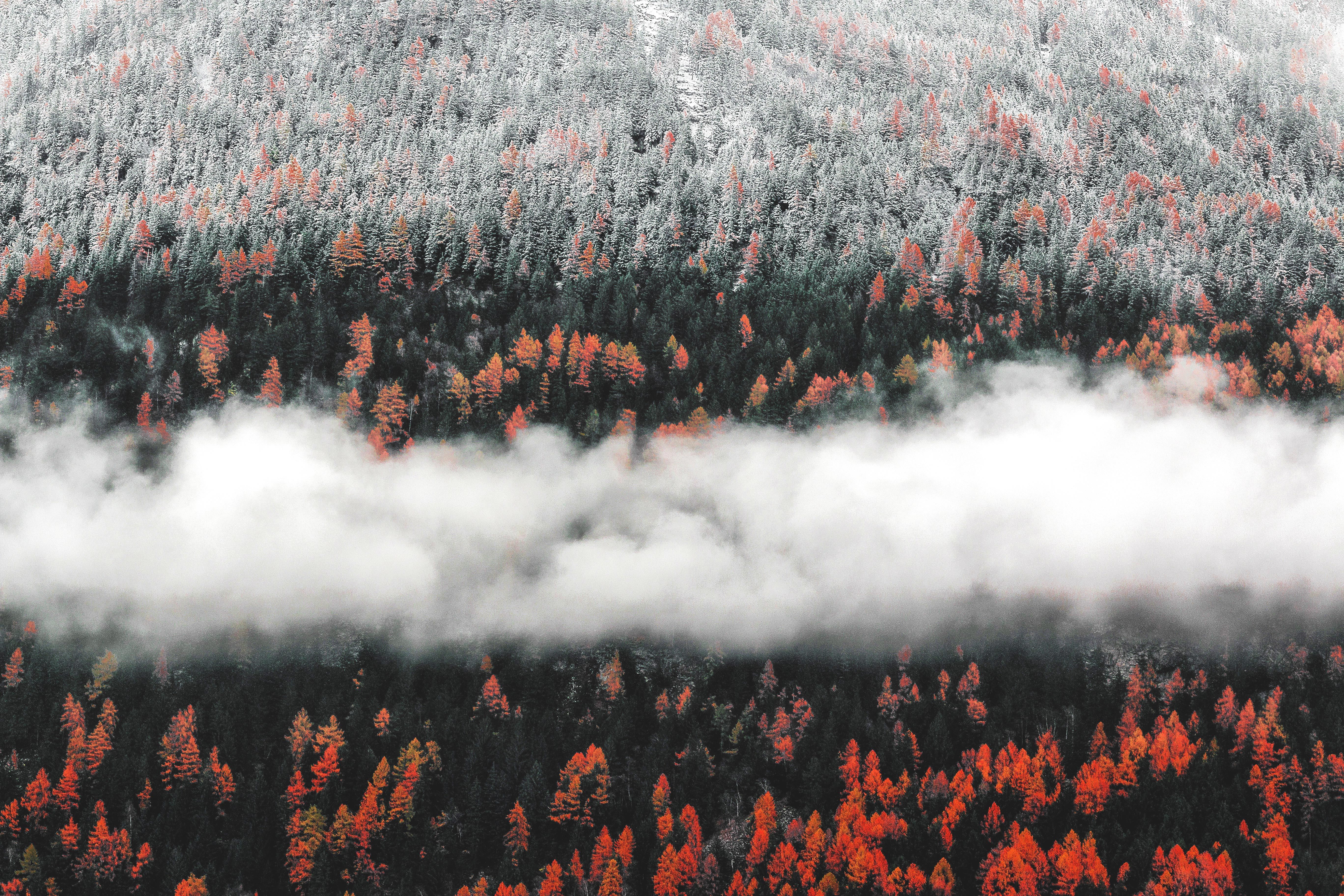 Orange Tress Autumn Forest Landscape Mist Scenic Nature, HD Nature, 4k Wallpaper, Image, Background, Photo and Picture