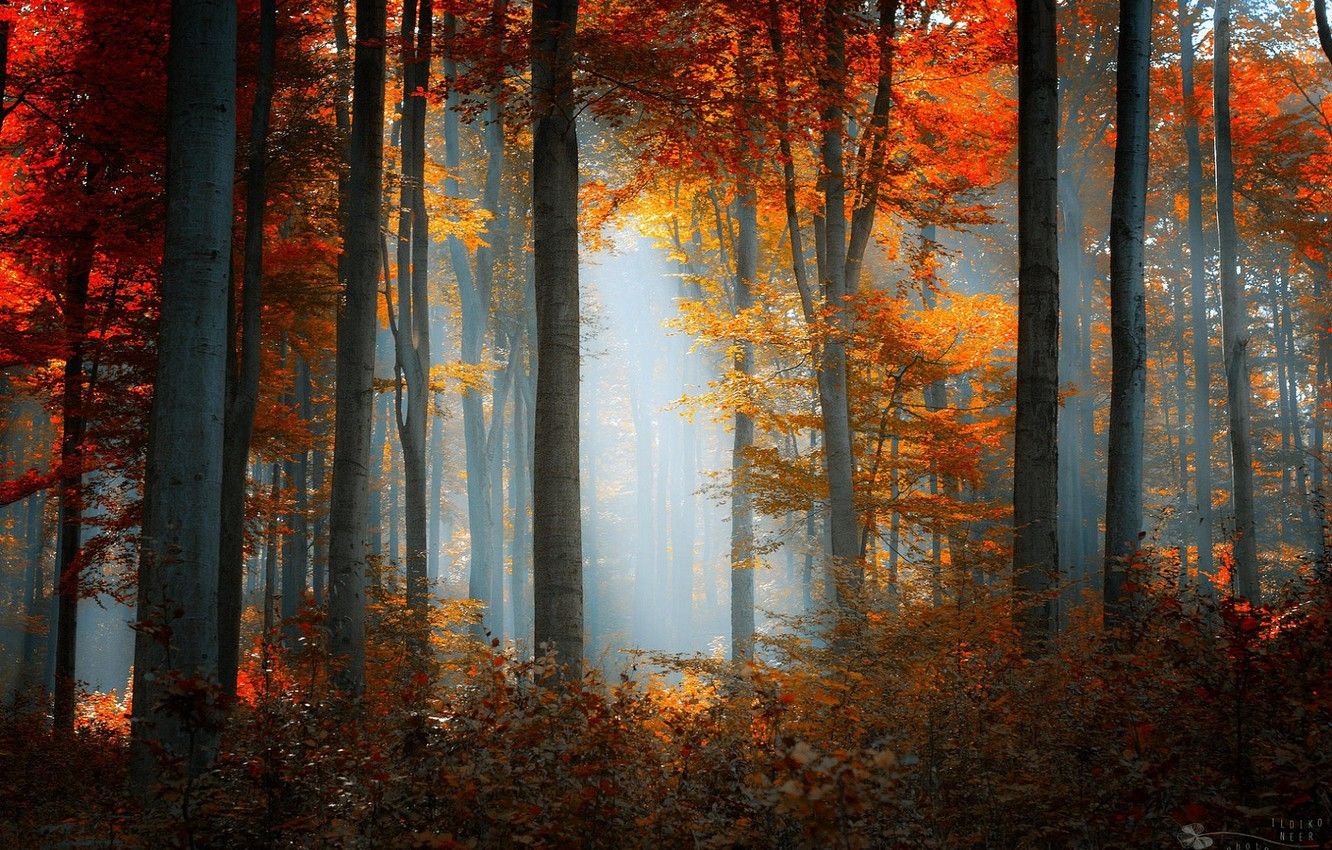 Mist Autumn Wallpapers - Wallpaper Cave