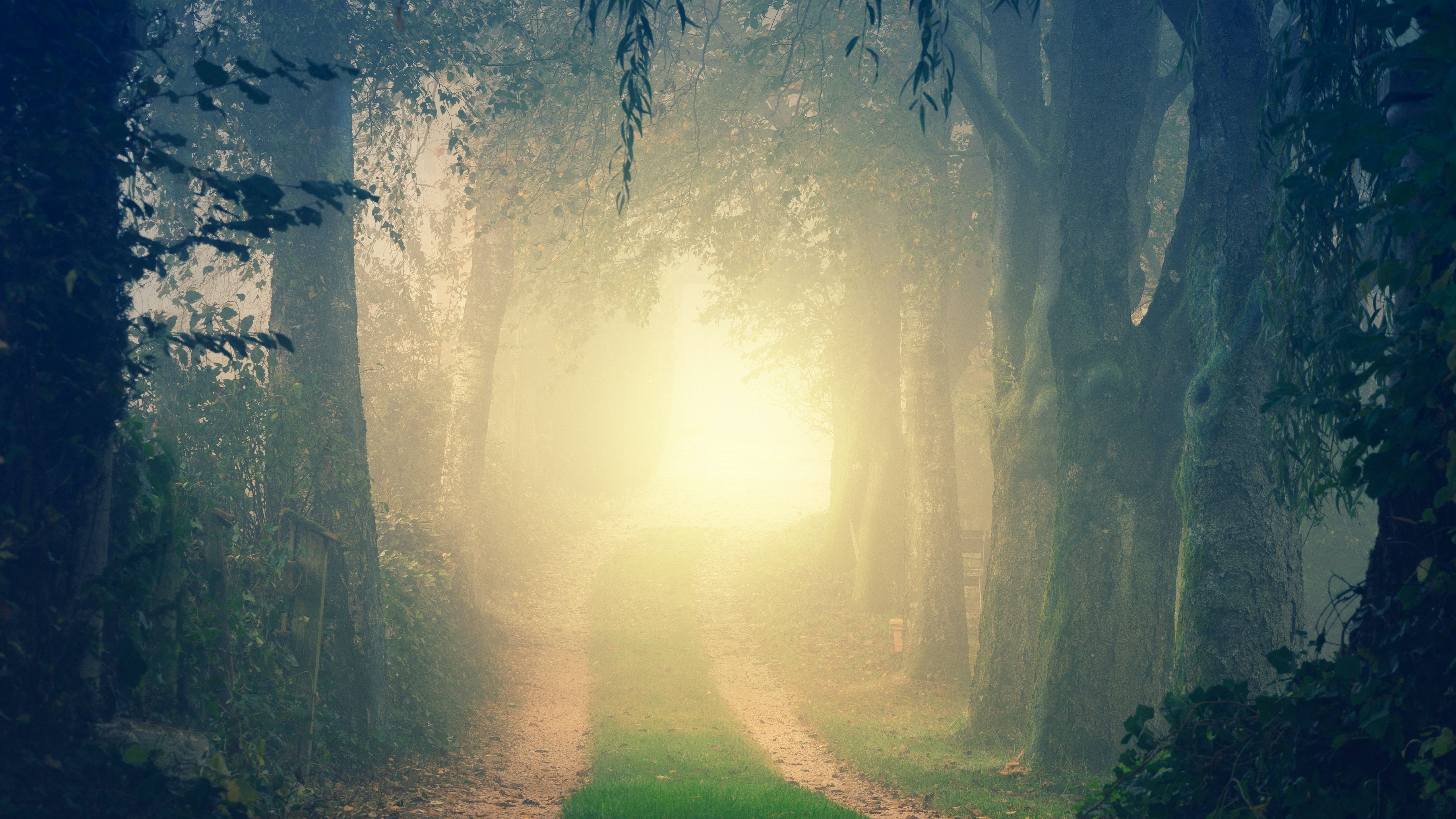 Forest 4K Wallpaper, Path, Foggy, Morning, Light, Fall, Mist, 5K, Nature