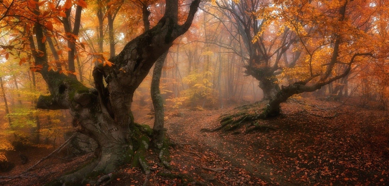 forest, Magic, Fall, Trees, Leaves, Mist, Path, Roots, Gold, Morning, Nature, Landscape Wallpaper HD / Desktop and Mobile Background