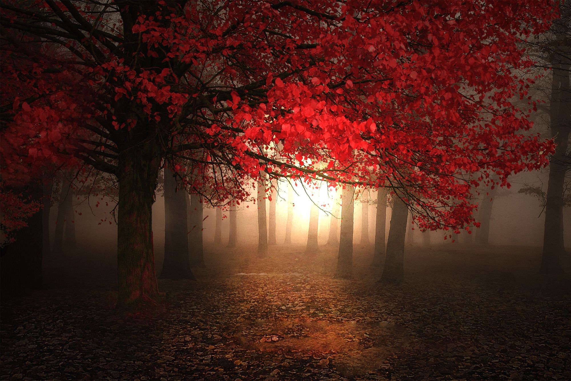 beautiful, leaves, trees, forest, autumn season, foggy morning, magic light wallpaper