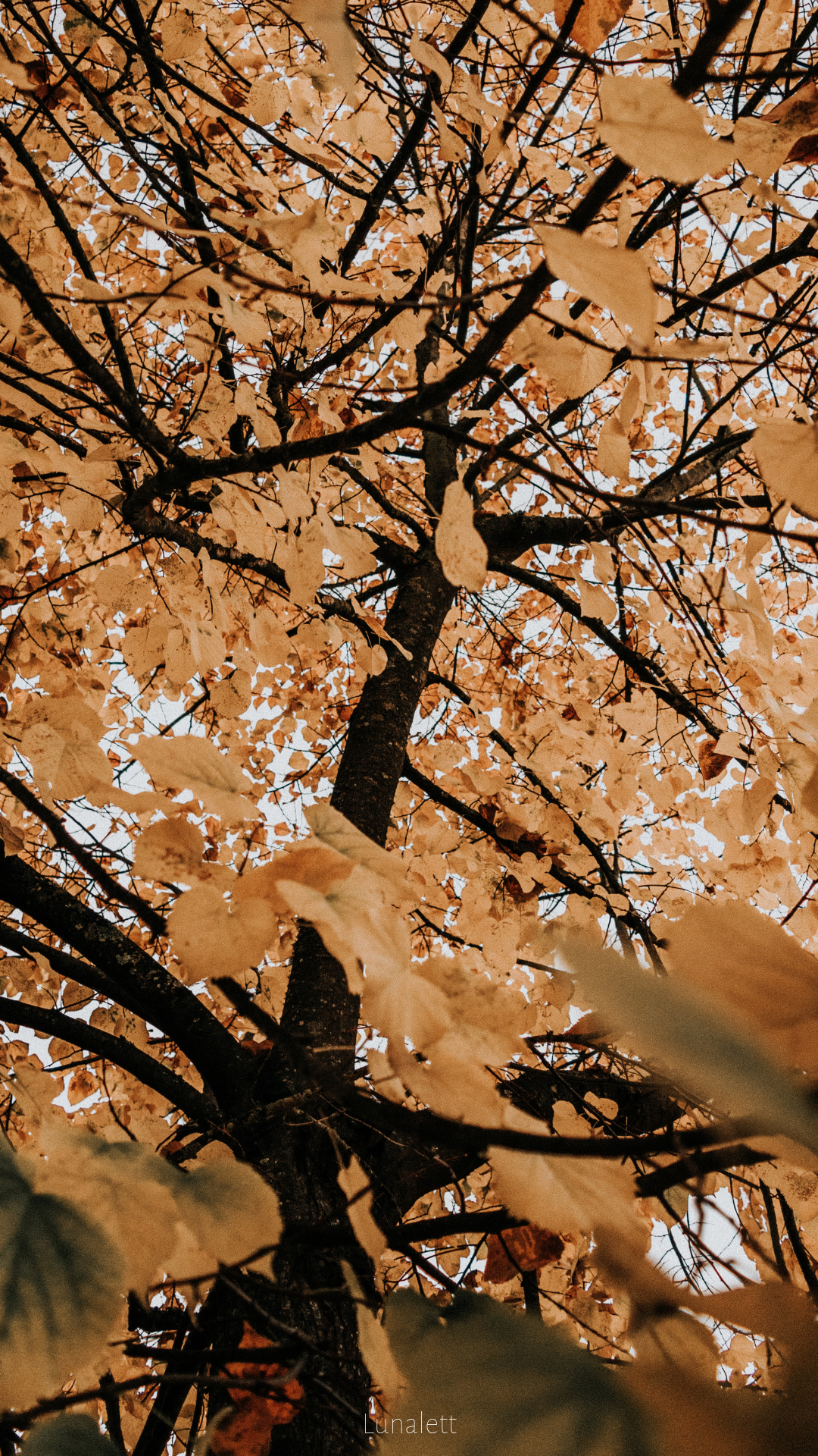 Wallpaper #autumn #leaves #aesthetic. Autumn magic, Wallpaper s, Leaves