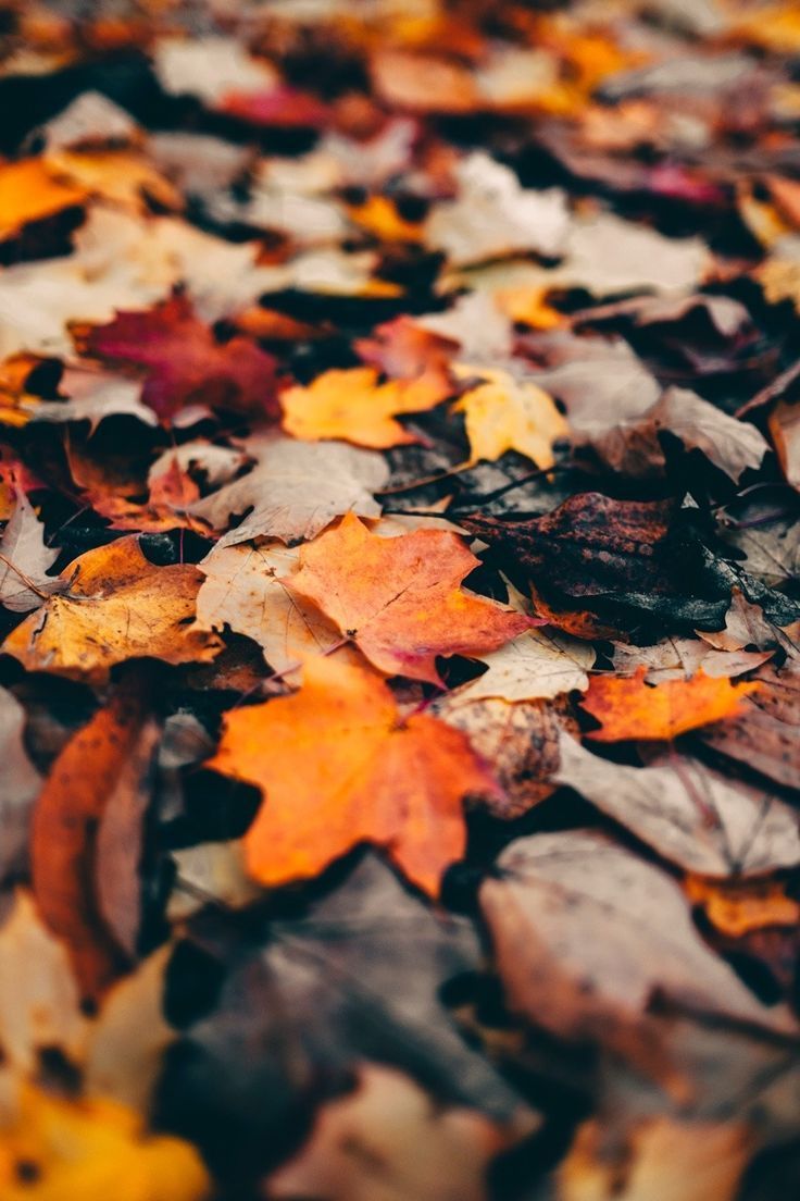 Leaves Have Fallen. Autumn photography, Autumn magic, Autumn aesthetic