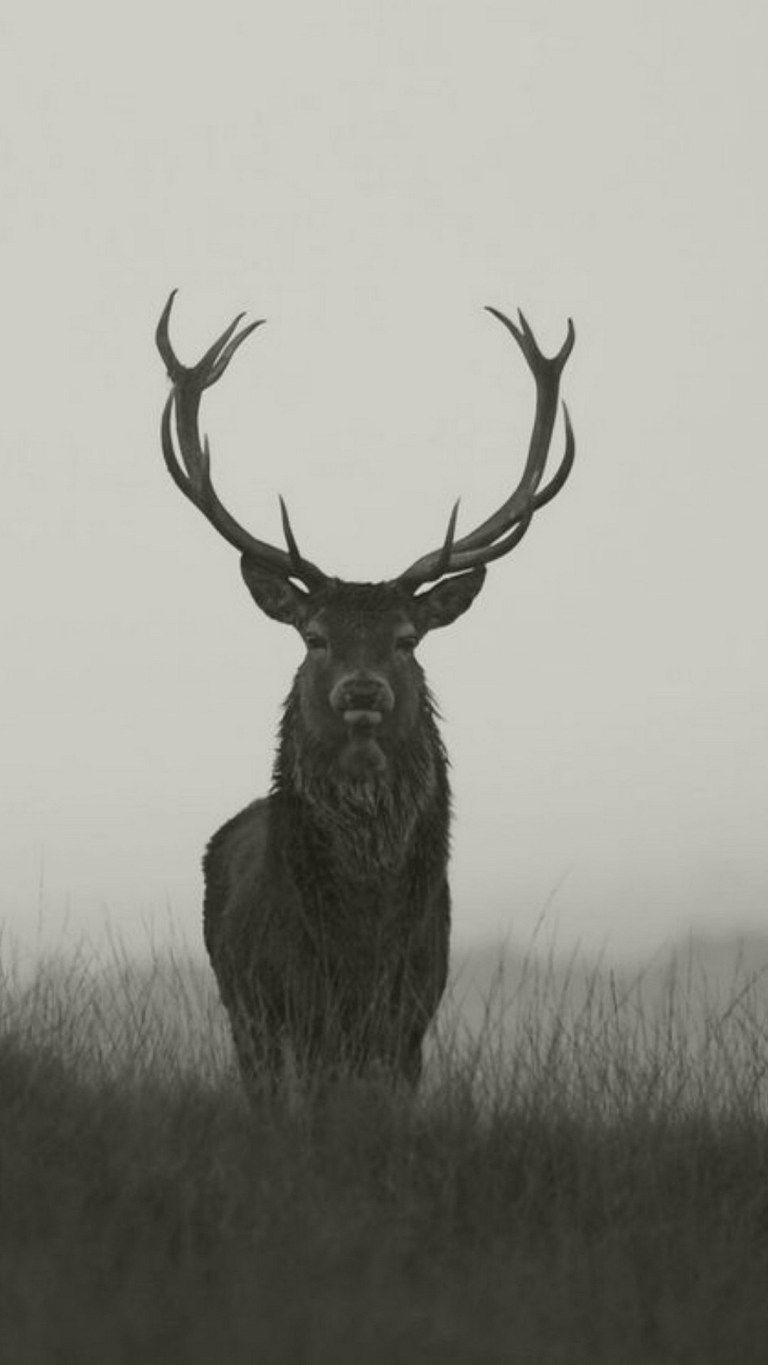 Stag Aesthetic Dark High Resolution HD Wallpaper Collection ⋆ Traxzee