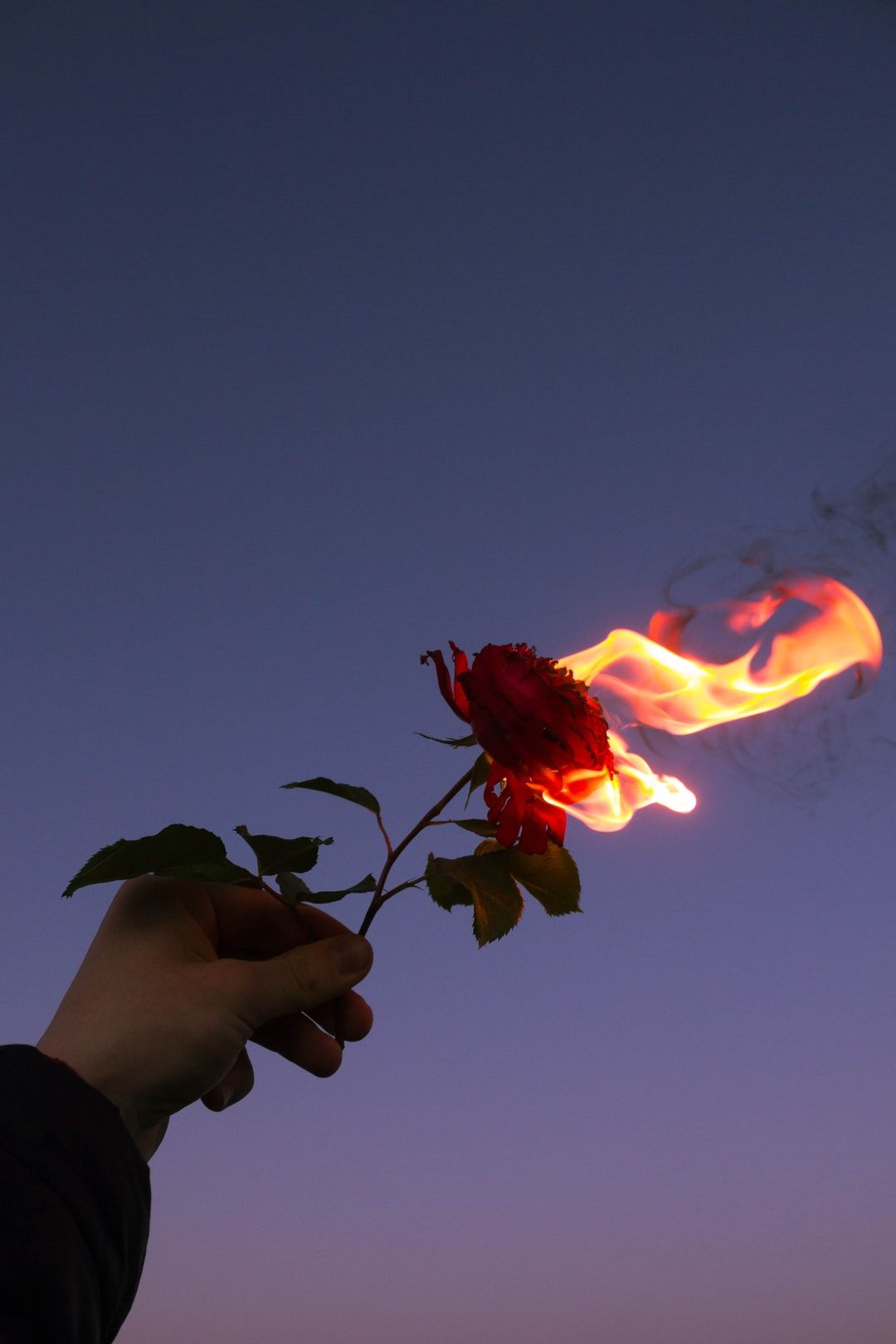 person holding red flower during sunset photo