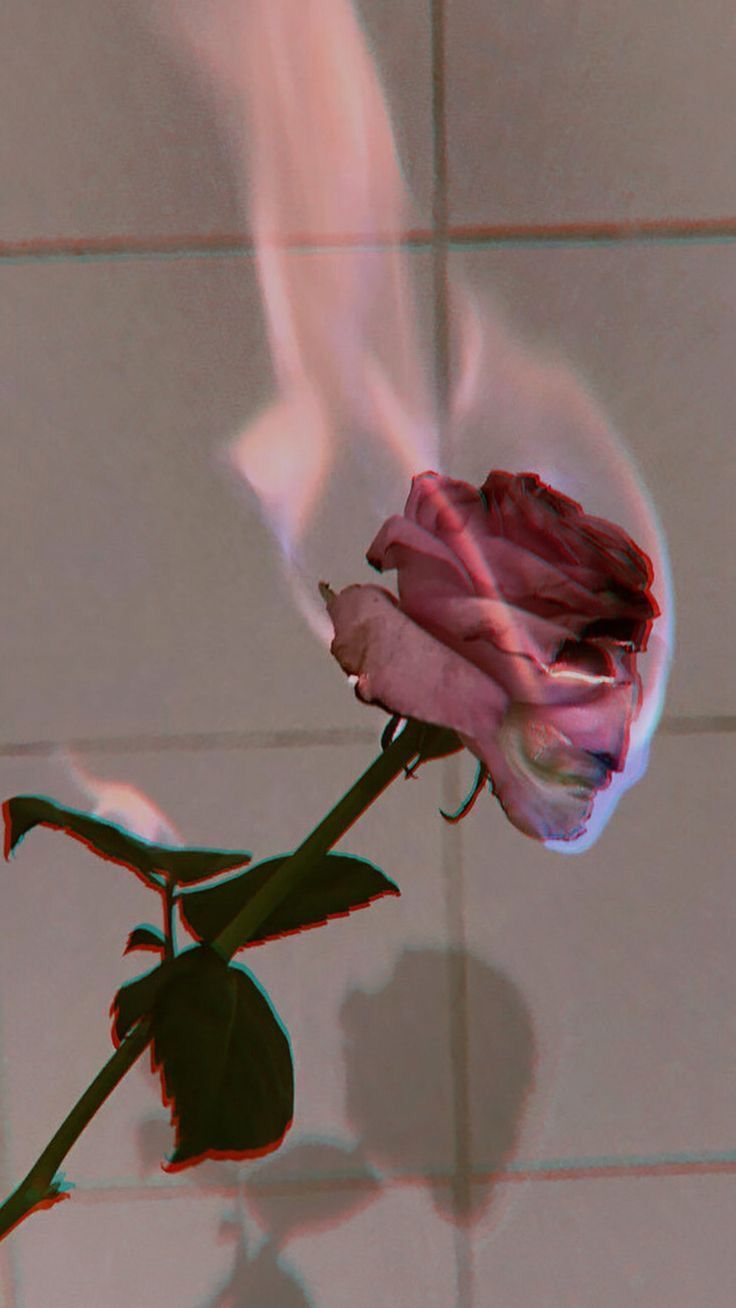 IG.ronquillo #tumblr #rose #pinkrose #redroses #fire. Aesthetic roses, Aesthetic iphone wallpaper, Aesthetic wallpaper