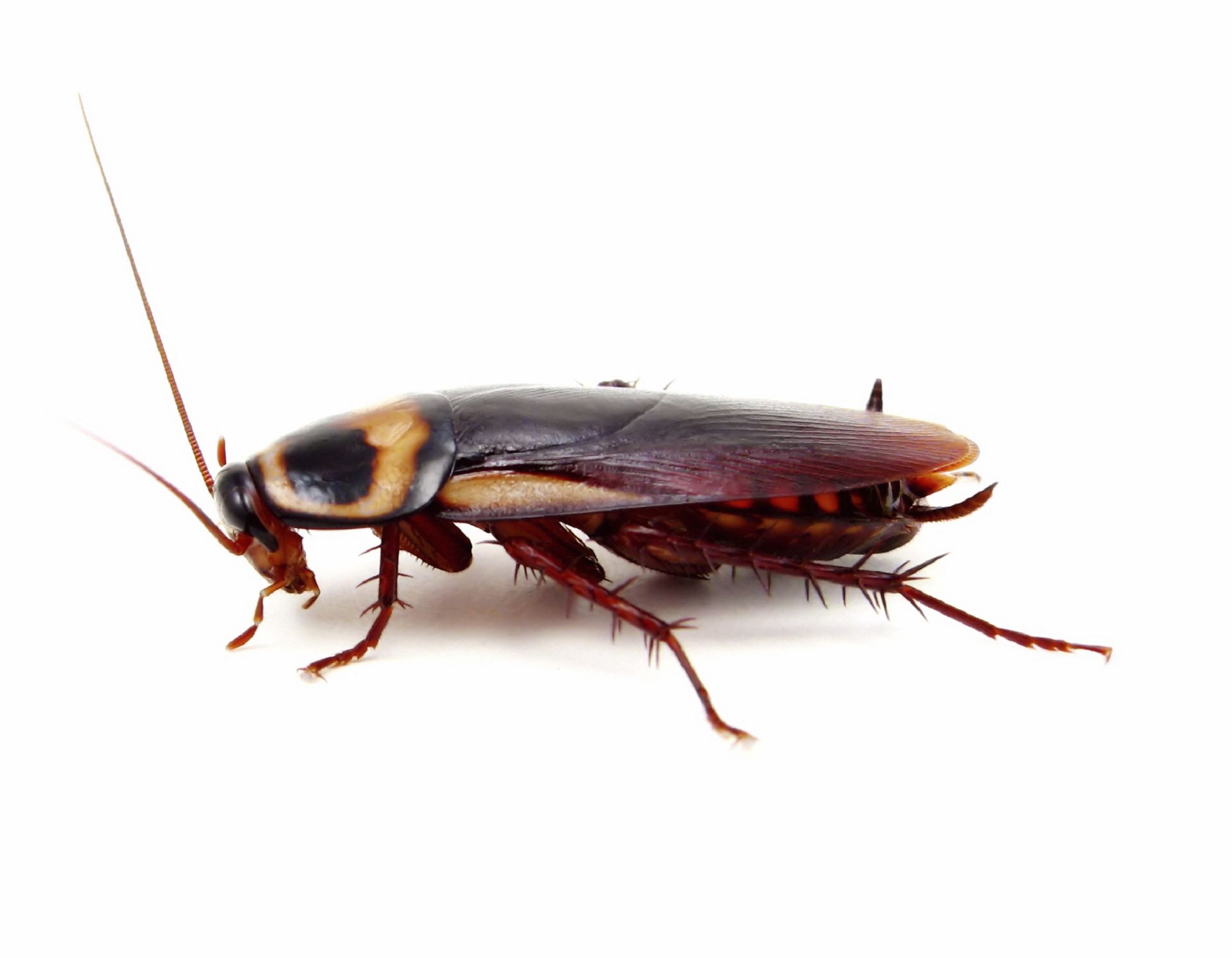Cockroach Wallpaper HD