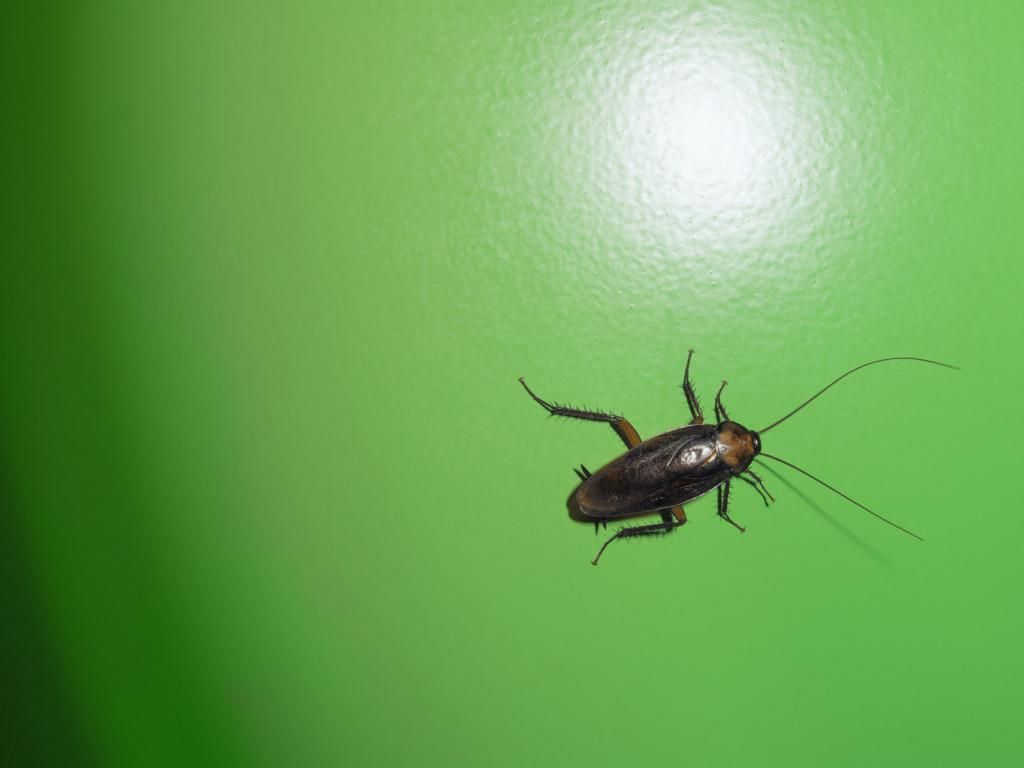 Moving Cockroach HD Wallpaper