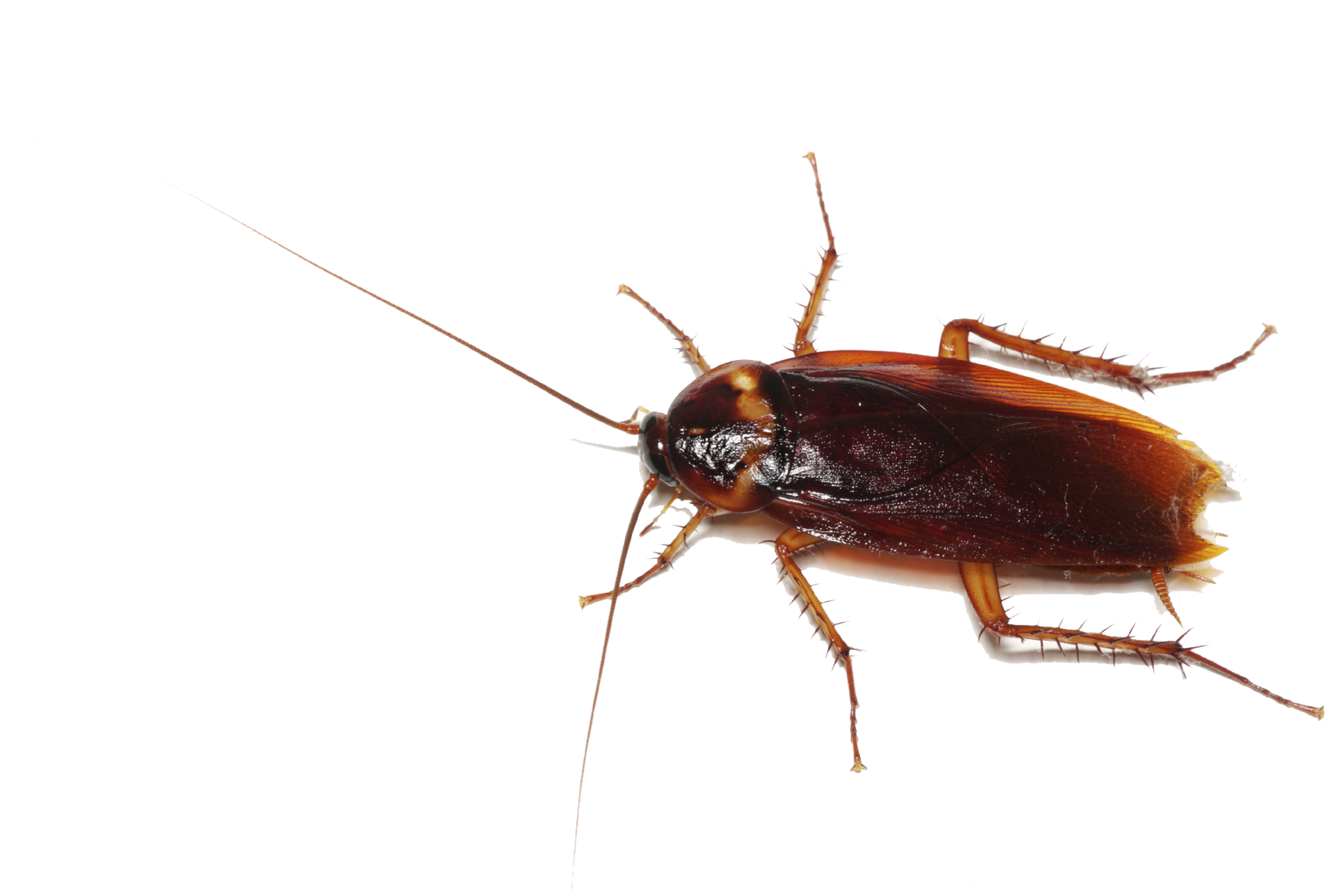 Realistic Cockroach Png HD Wallpaper