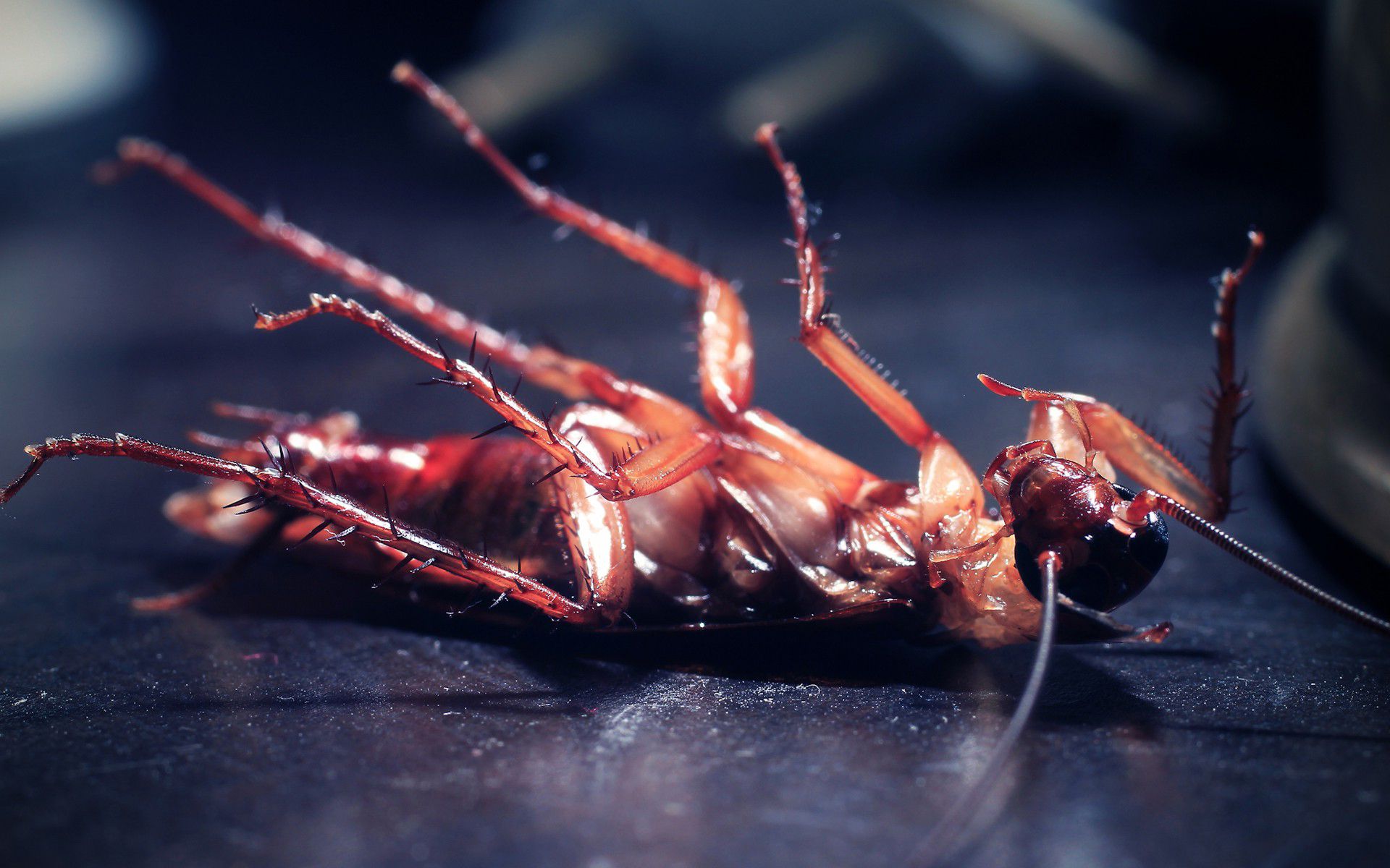 Habits That Can Attract Cockroaches & Other Pests