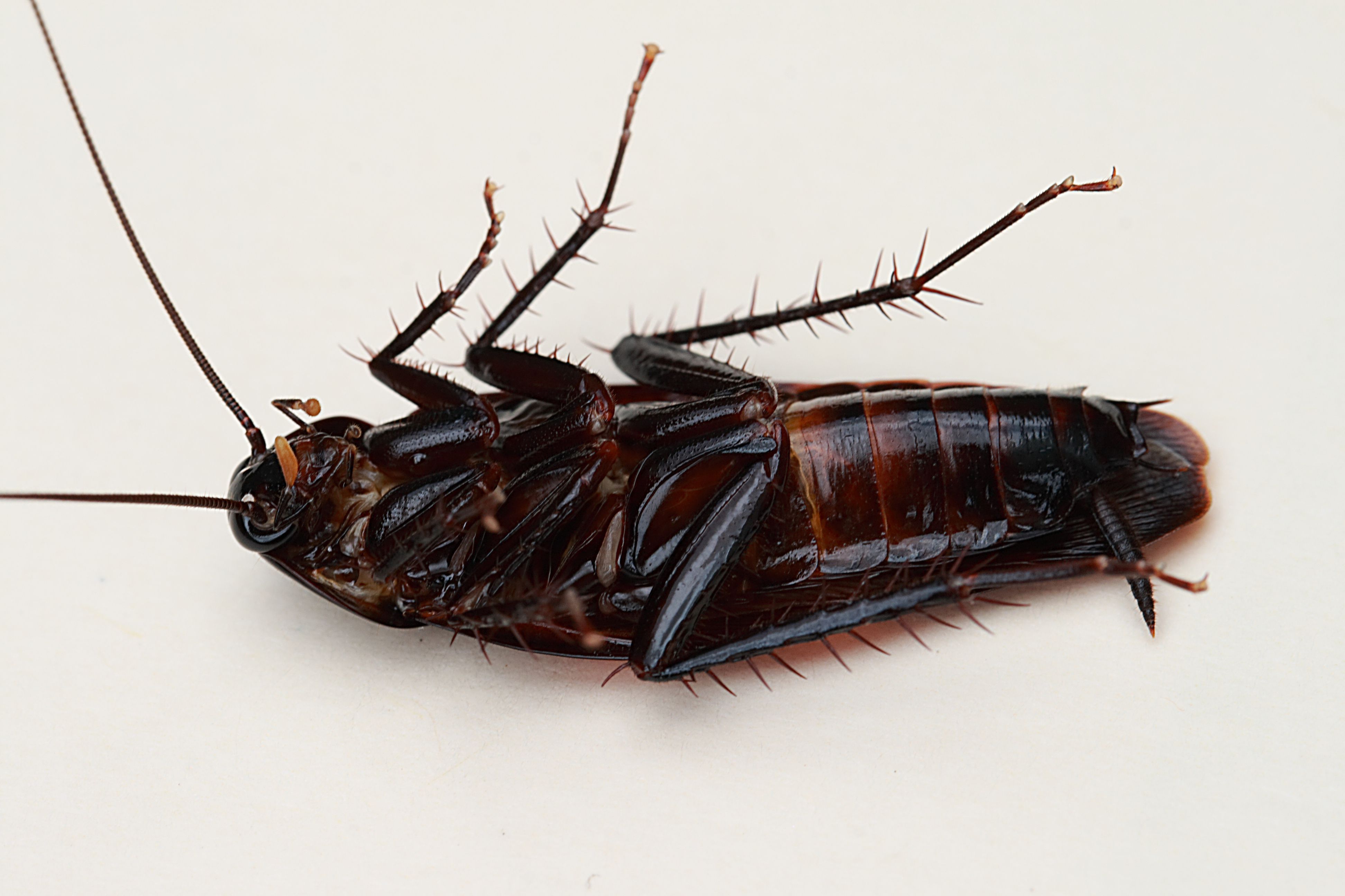 100 Free Cockroach  Insect Images  Pixabay