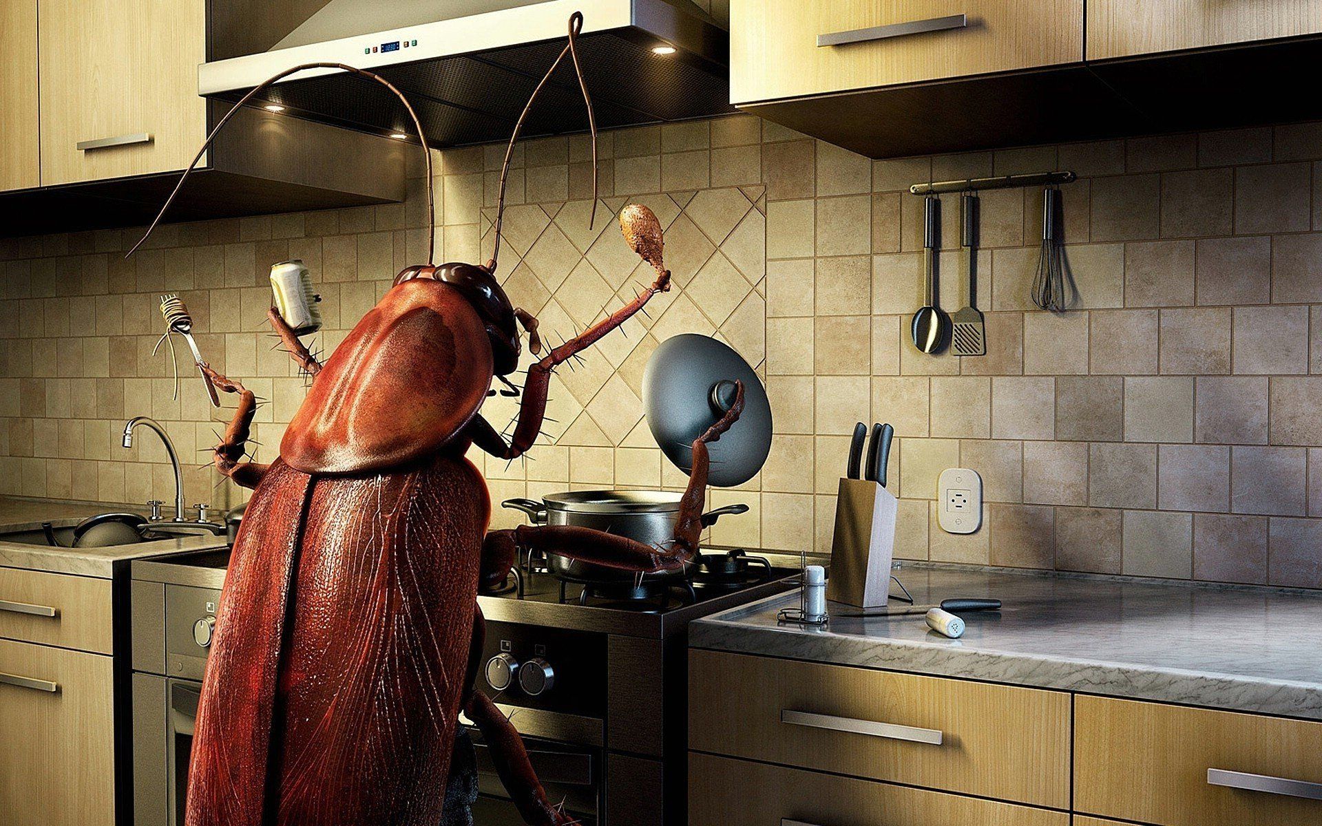 food, Kitchen, Bugs, Cockroach Wallpaper HD / Desktop and Mobile Background