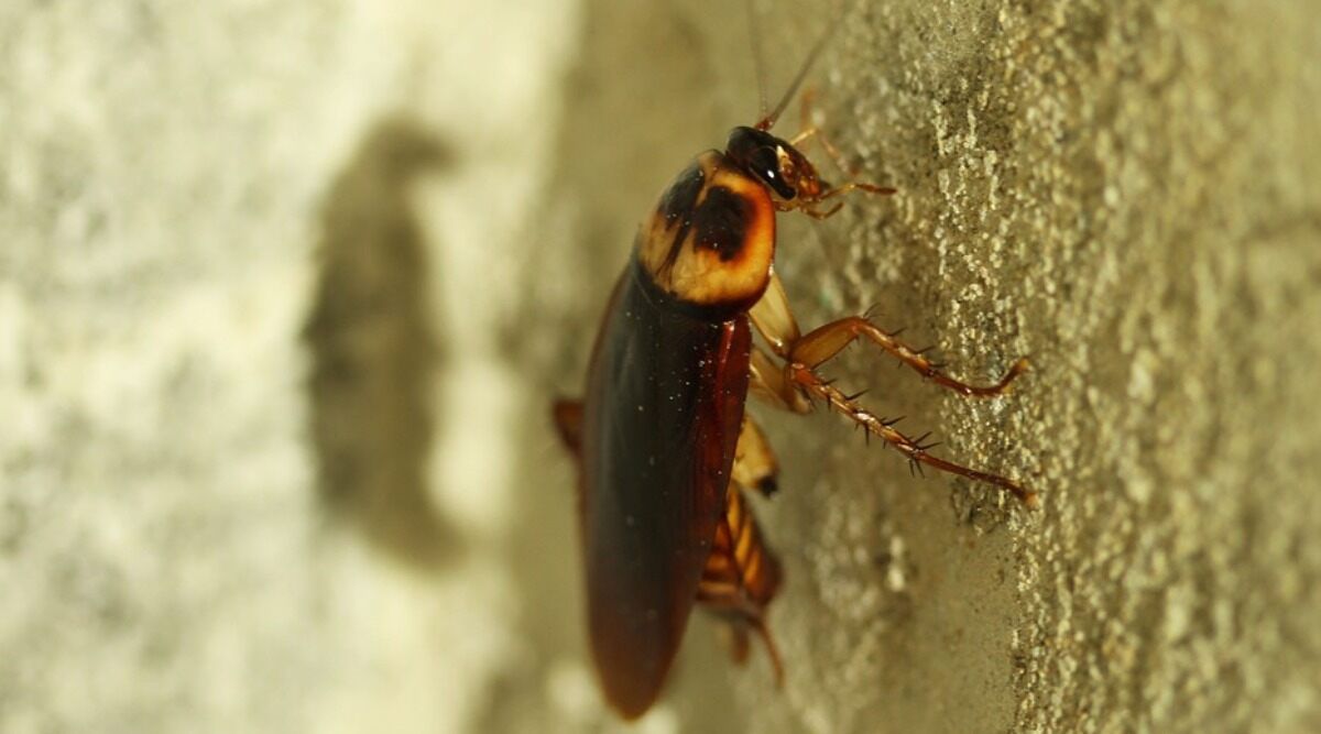 Brisbane Student Offers $20 to Anyone Who Can Kill 'Abnormally Large' Cockroach in His Kitchen
