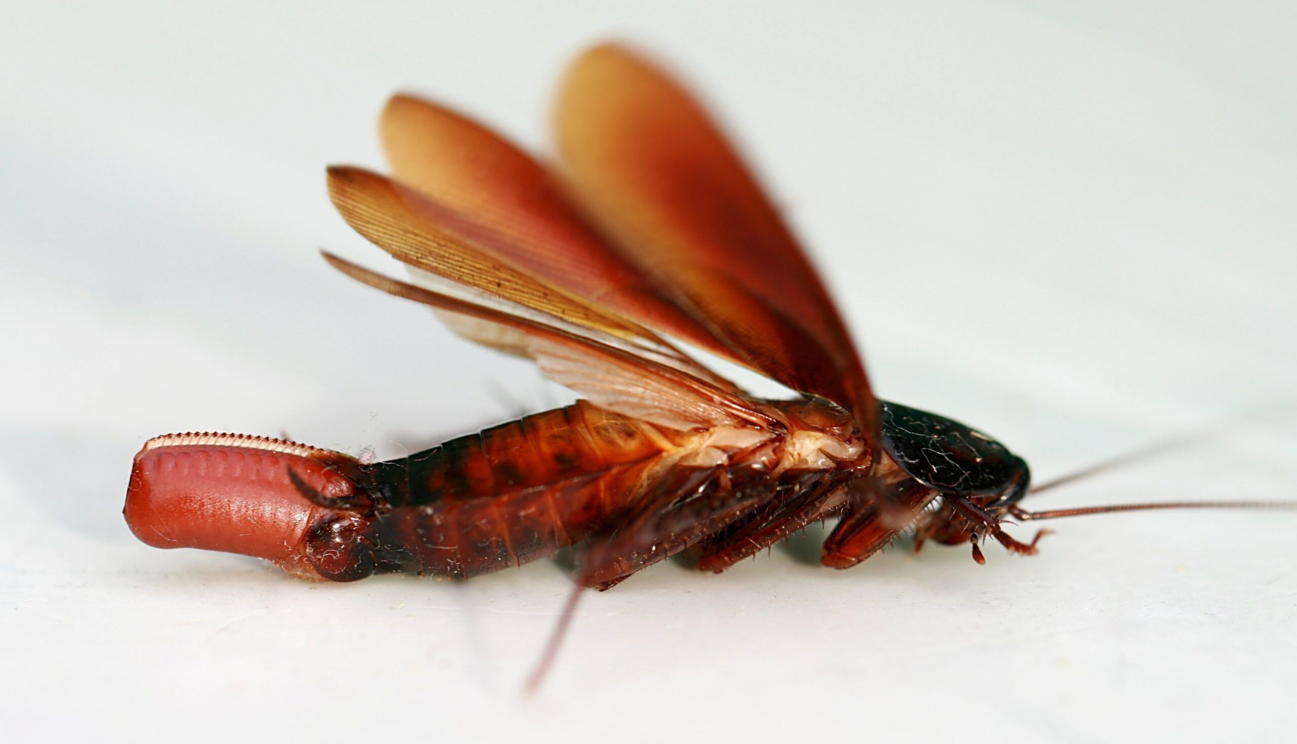 Cockroach Picture
