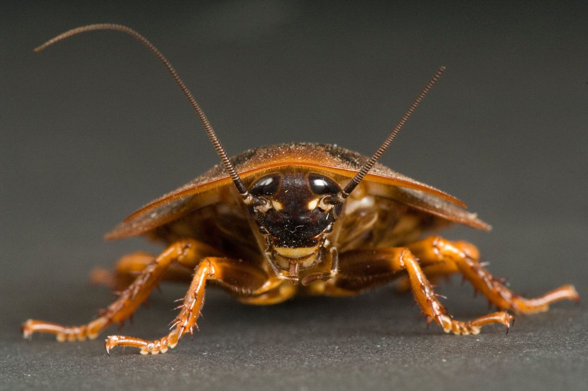 Termite Pest Controls: Cockroach Wallpaper