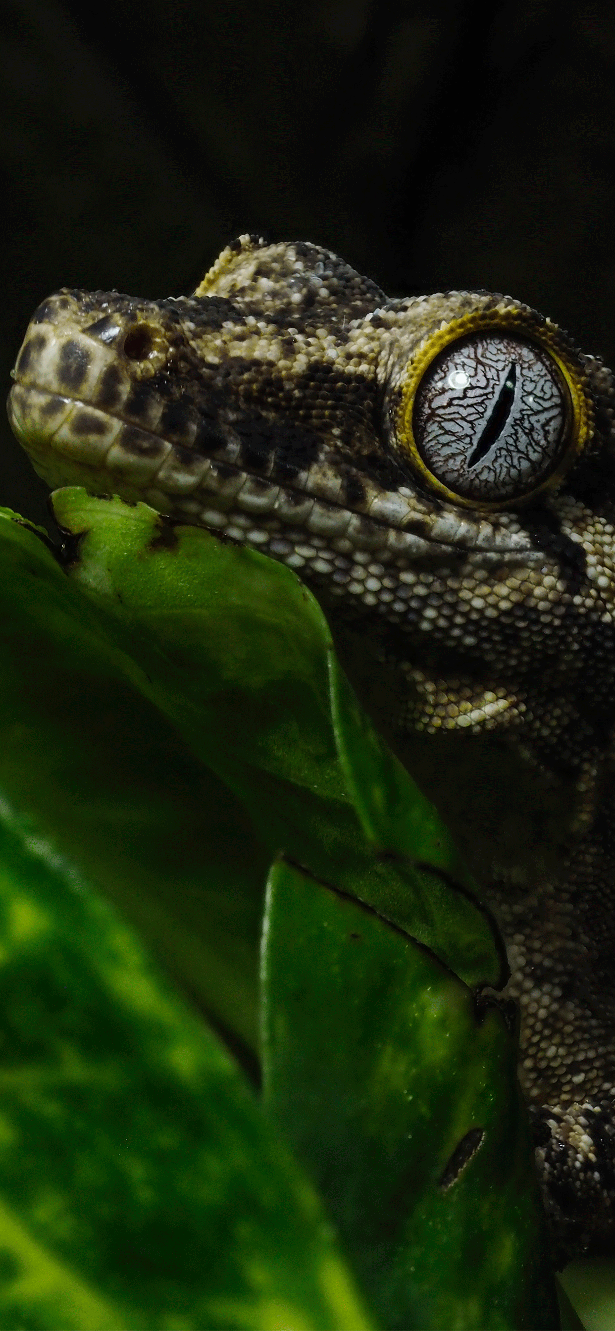 Reptile Wallpaper
