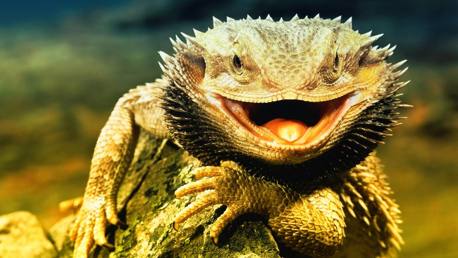 Nature wallpaper, reptiles, Darkgray, Darkseagreen. Wallpaper free HD downloads. iPhone, iPad, android wallpaper for free