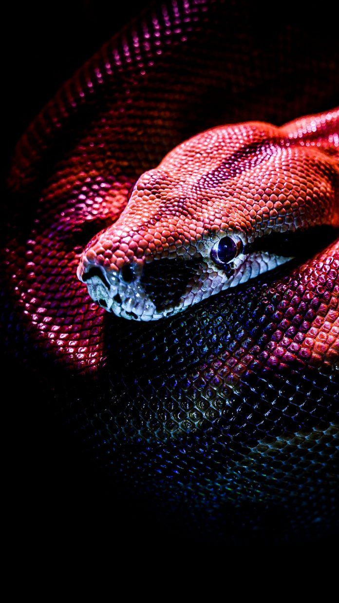 Reptile Wallpaper HD For Phone
