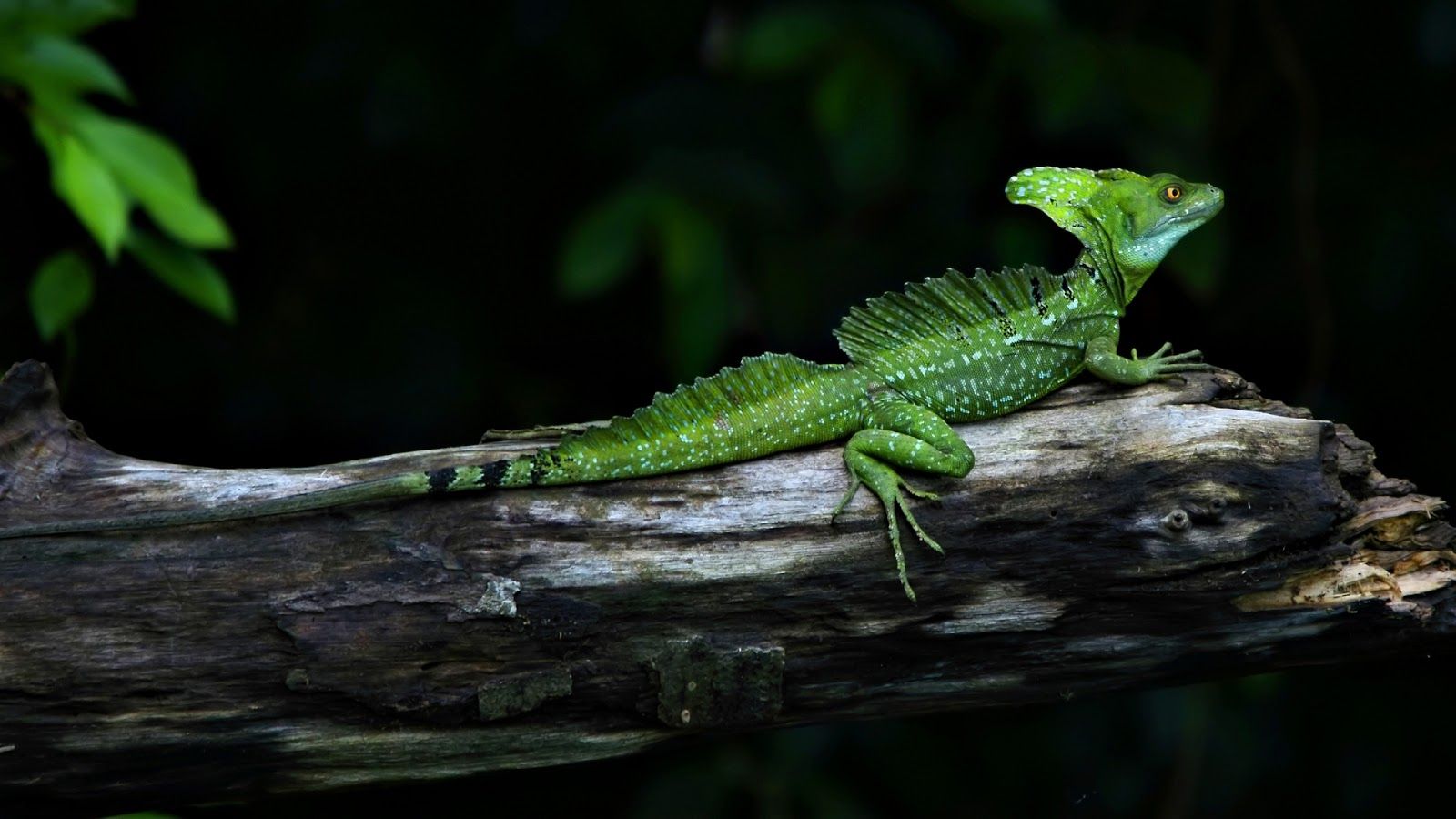 Reptiles Wallpaper. Venomous Reptiles Wallpaper, Reptiles Autumn Wallpaper and Pet Reptiles Wallpaper