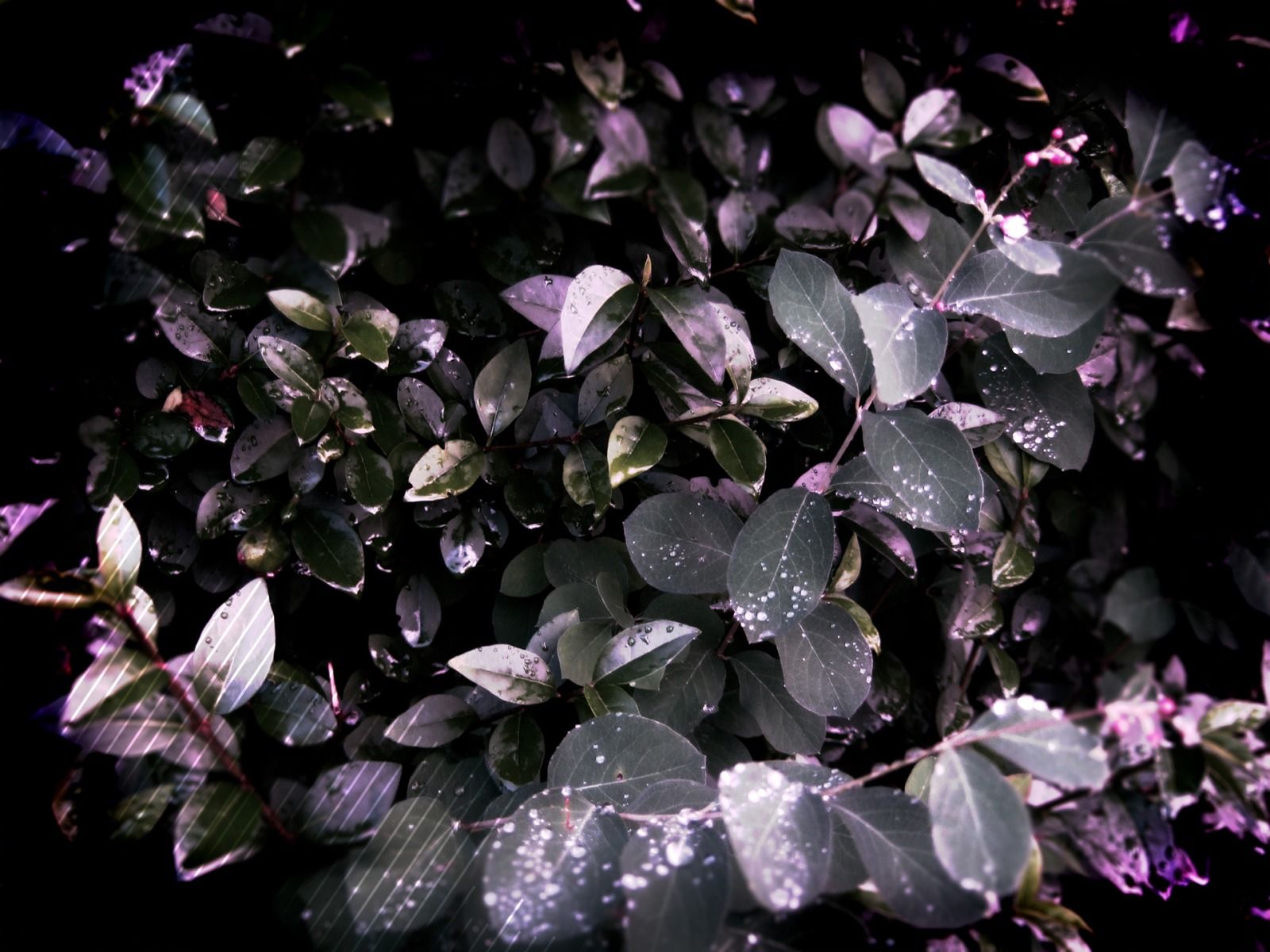 Leaves purple effect Wallpaper Autumn Nature Wallpaper in jpg format for free download