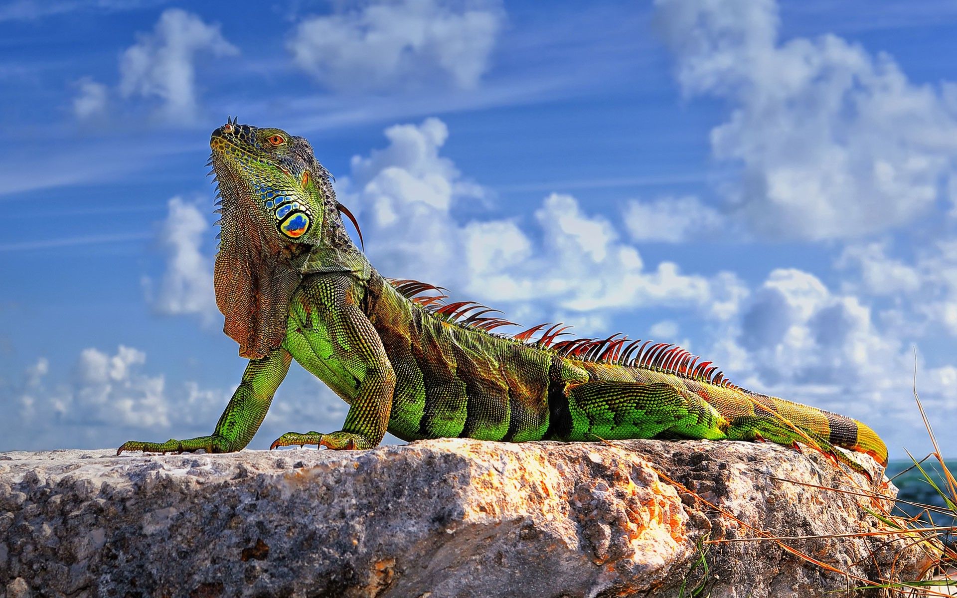animals, Wildlife, Reptile, Iguana, Nature Wallpaper HD / Desktop and Mobile Background