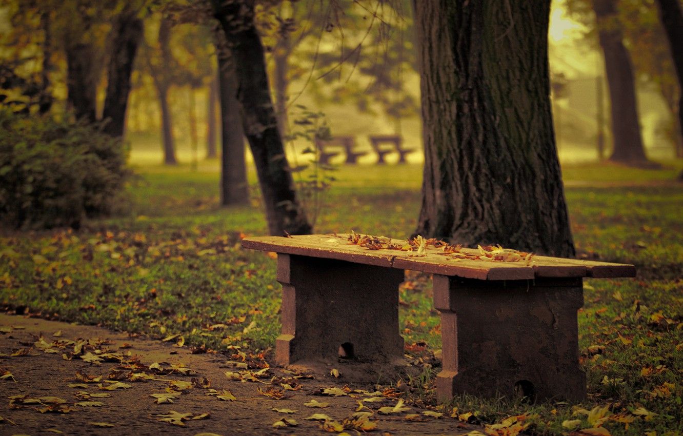 Wallpaper autumn, trees, Park, focus, blur, effect, bench, fallen leaves image for desktop, section природа