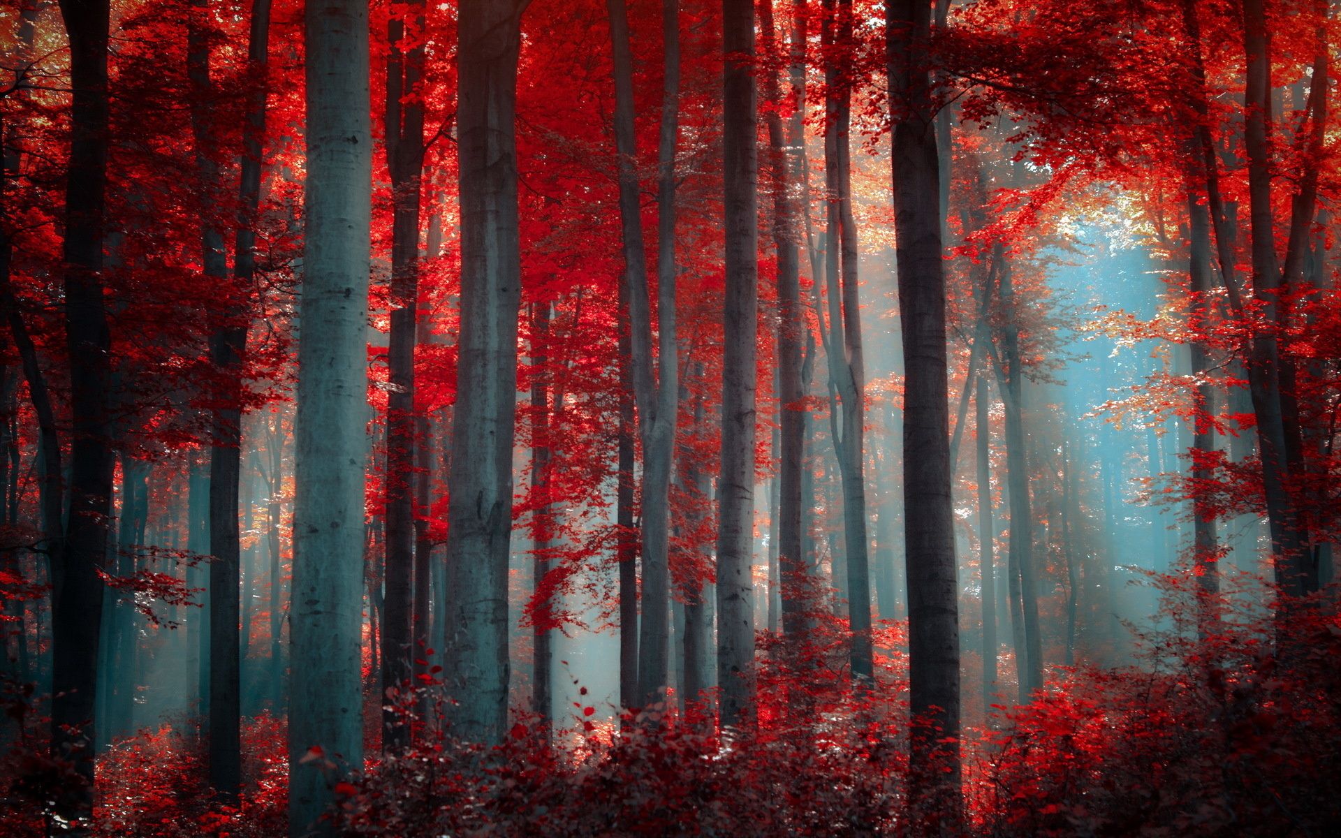 landscapes, Forest, Woods, Leaves, Fall, Autumn, Sunlight, Light, Filtered Wallpaper HD / Desktop and Mobile Background