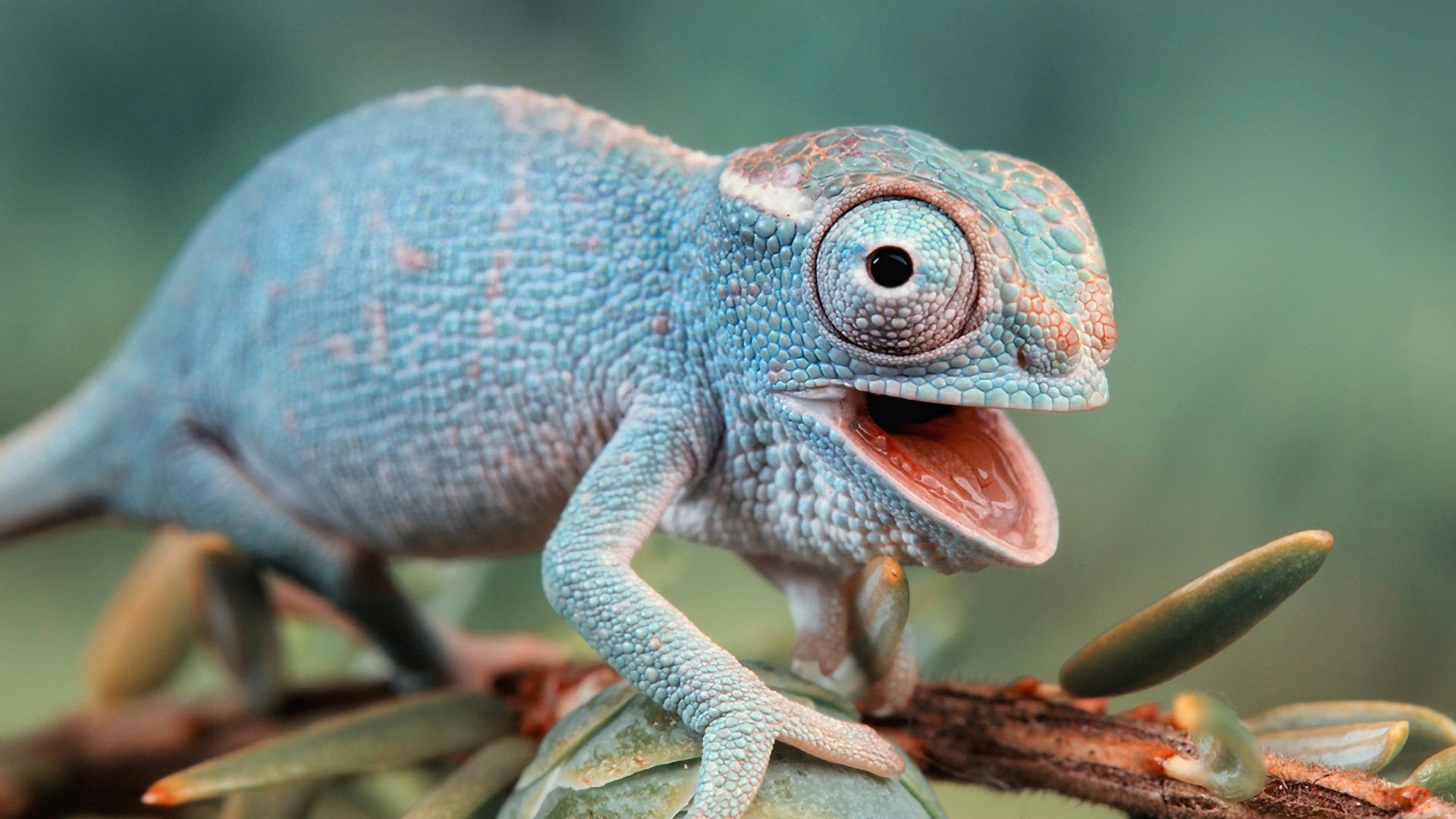 Download Wallpaper 1920x1080 reptile, branch, climbing, small Full HD 1080p HD Background