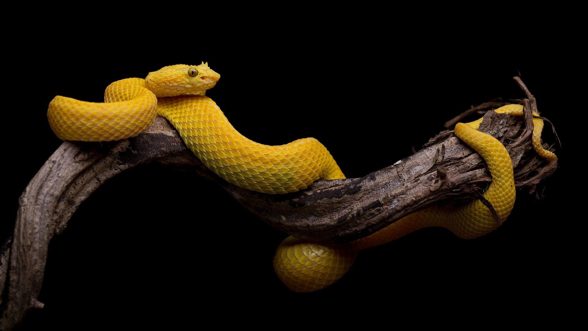 black Background, Simple, Snake, Animals, Reptile, Yellow, Branch Wallpaper HD / Desktop and Mobile Background