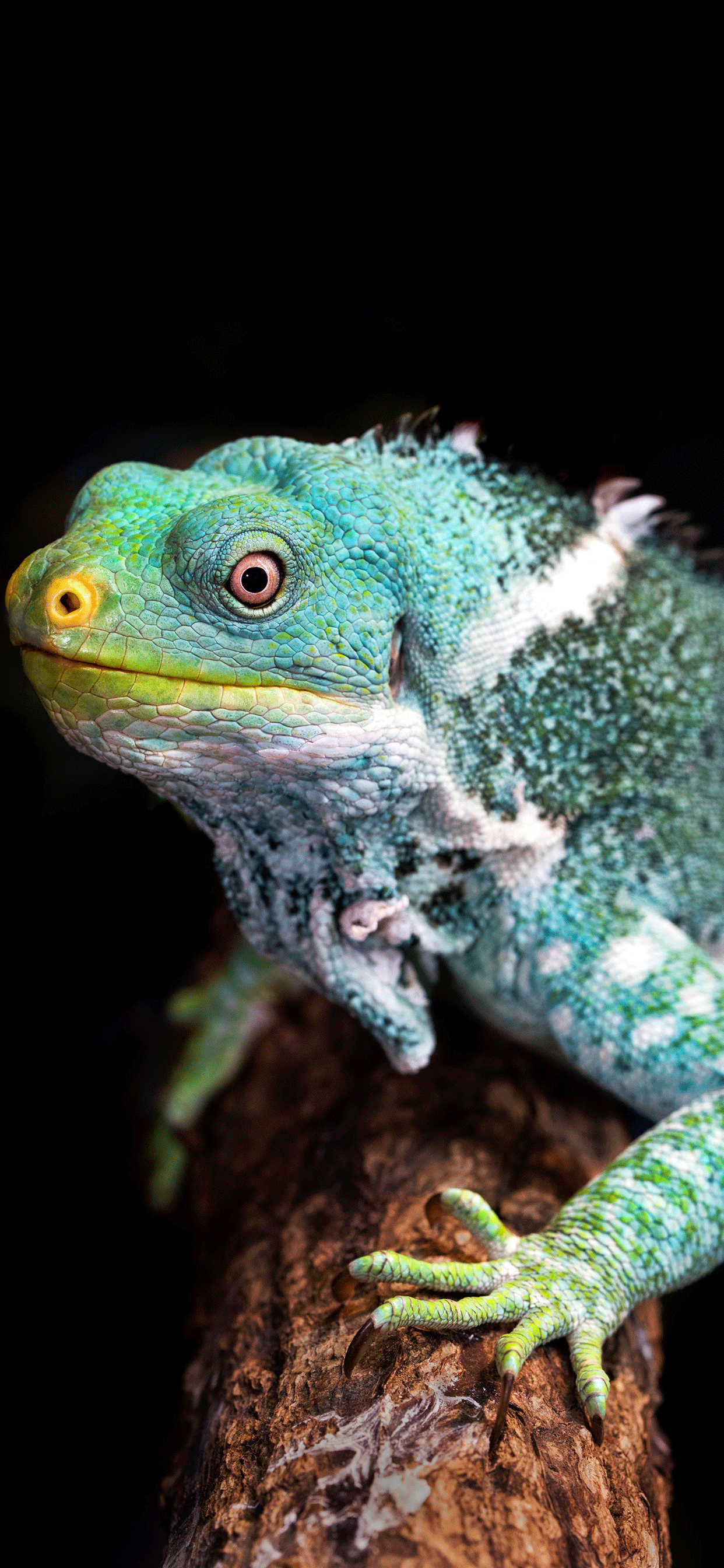 Reptiles Wallpaper for iPhone 11, Pro